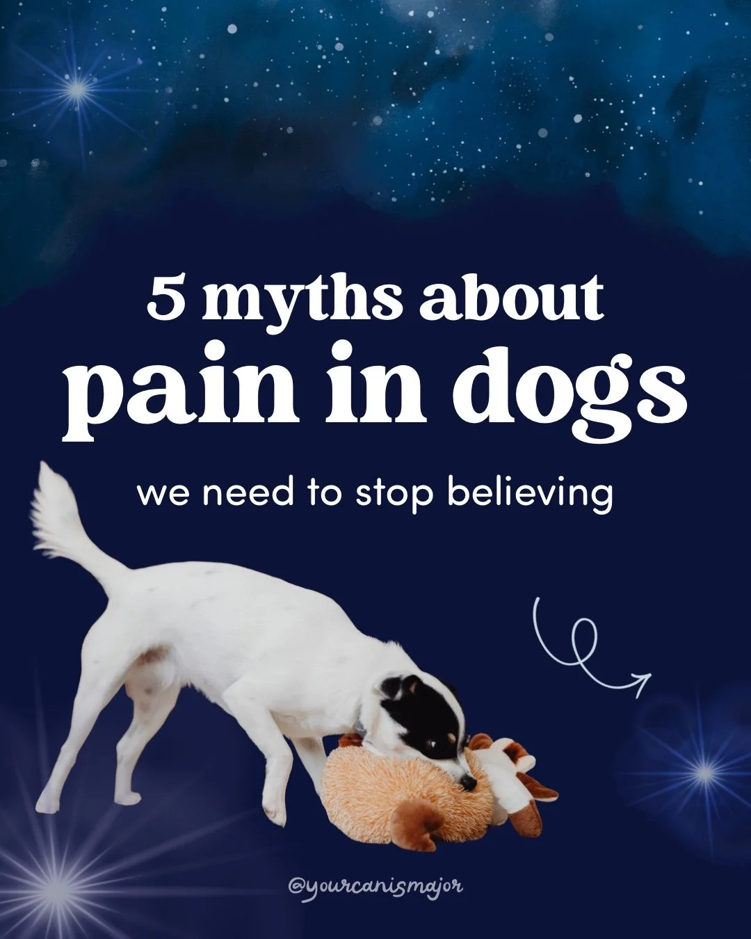 Pain is complex. Dogs are subtle. And imaging has limits, even though we&rsquo;d like to take it at face value. Questioning these common myths can help us notice signs of pain earlier, and advocate more confidently for our dogs&rsquo; comfort and wel