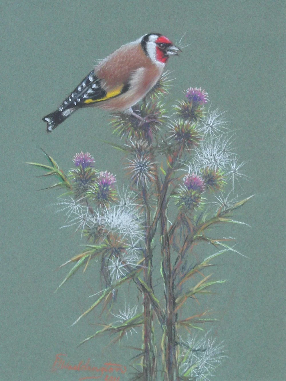 Goldfinch on Thistles, pastel on pastel paper, signed PJ Waddington. SOLD 2019 for $550.