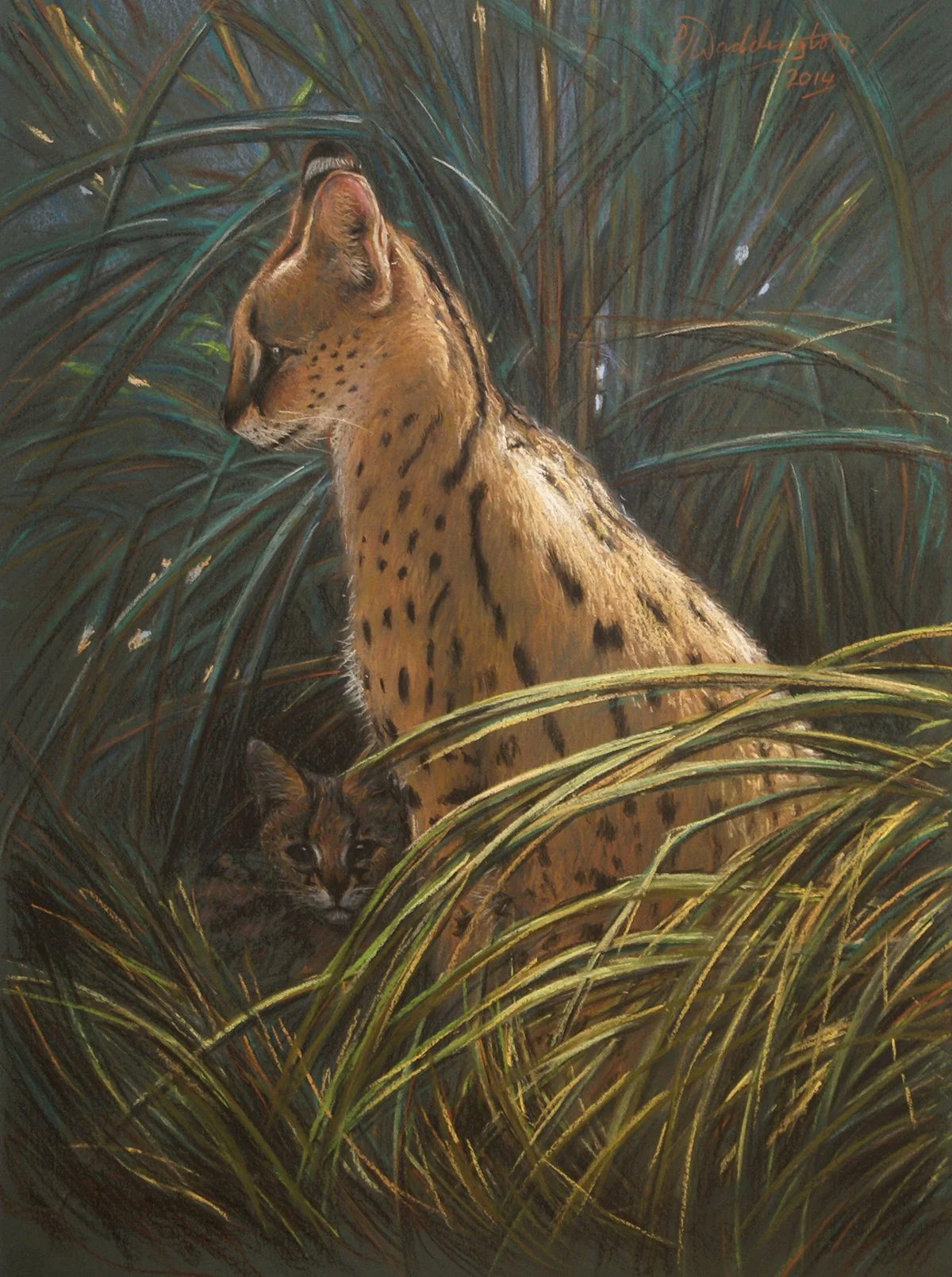 Feline Pride,  pastel on pastel paper,  signed PJ Waddington. Wellington Zoo Collection.