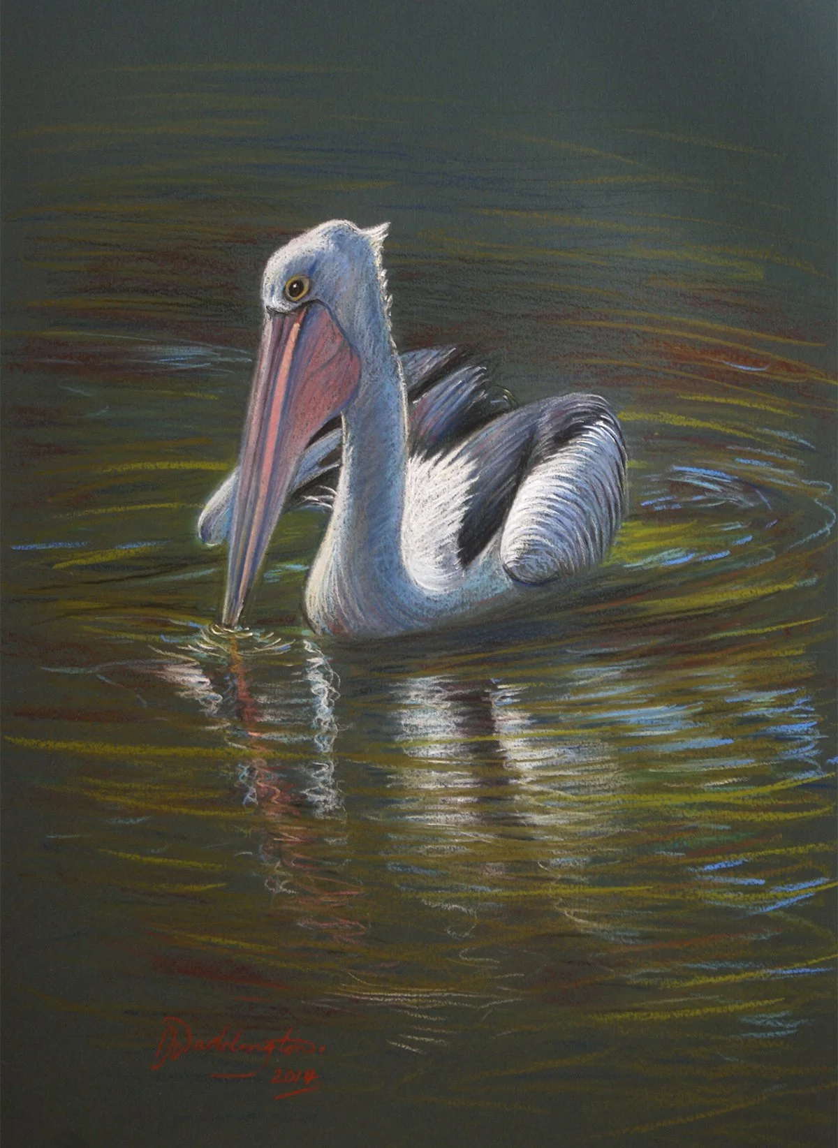 Looking for Lunch, pastel on pastel paper, signed PJ Waddington. Wellington Zoo Collection.
Lanky was the only Pelican in New Zealand the longest living resident at Wellington Zoo, after arriving in 1978. He died in 2016.
