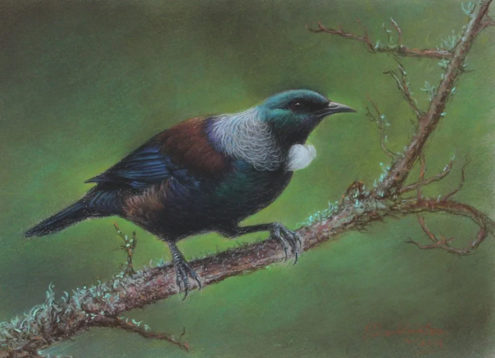 Winter Tui, pastel on pastel paper, signed PJ Waddington. SOLD 2020 for $950.