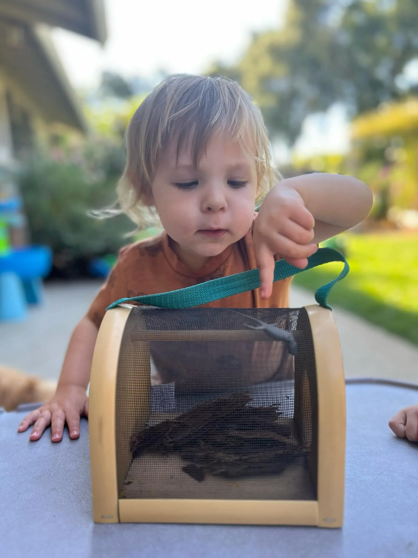 Our class has loved watching the lizards sunbathe throughout the summer. Today, we had the special opportunity to observe this little friend up close before gently returning it to its home 🦎 

Observing small creatures helps young children develop a