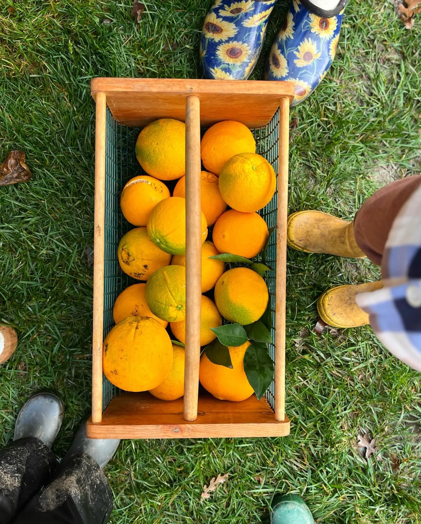Gardening day 🍊🌿 Proud harvesters and happy smiles&mdash;especially while eating our juicy oranges!