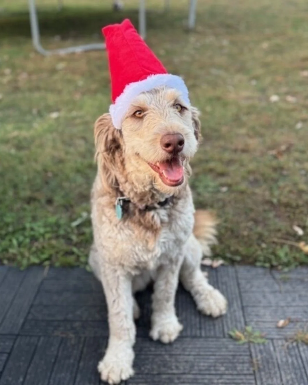 Meet Coco, the Aussiedoodle with energy for days and a heart full of love! 🐾

Whether she's chasing butterflies in the backyard or snagging a pup cup from Starbucks, Coco's joyful spirit is always on display. 🧋

From playtime with her brother Nitro