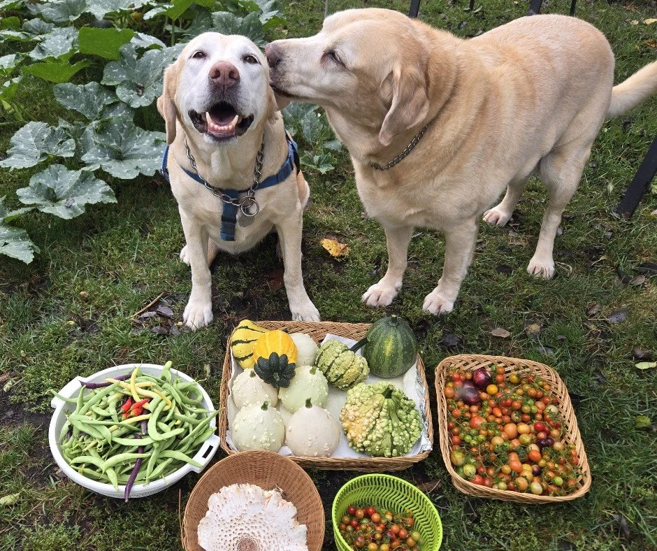 Char Dog and Sunny are more than just furry friends. They're veggie-loving, tail-wagging personalities with hearts of gold. 🐶🐶

Both rescued from Chicagoland Lab Rescue, these sweet labs are part of the Olijnyk family. Char Dog has a knack for swip