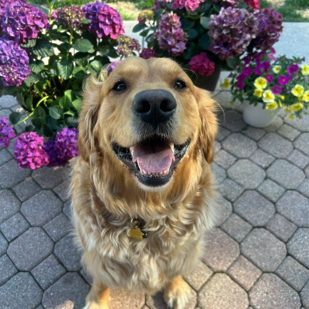 Big body, big bark, even bigger personality. Meet Charlie, the Golden Retriever with a love for snow, ice cubes, and giving major side-eye when he's over it. 🐶

He might raise a lip if you touch his paw, but don't worry, he still offers it with a gr
