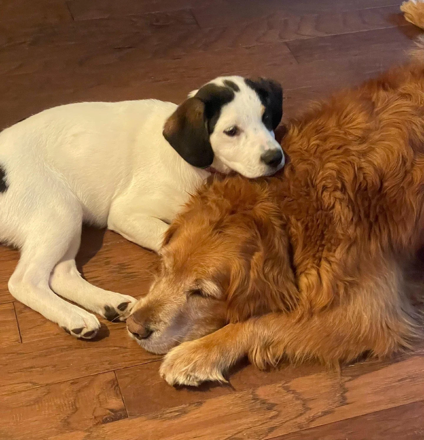 Brooks expects you to throw the ball directly to him. Lady swats your arm when she wants attention. 🐾

Meet two Golden and mixed-breed best friends with seriously big personalities. 🐕

Brooks holds four tennis balls at once. Lady pounces over furni