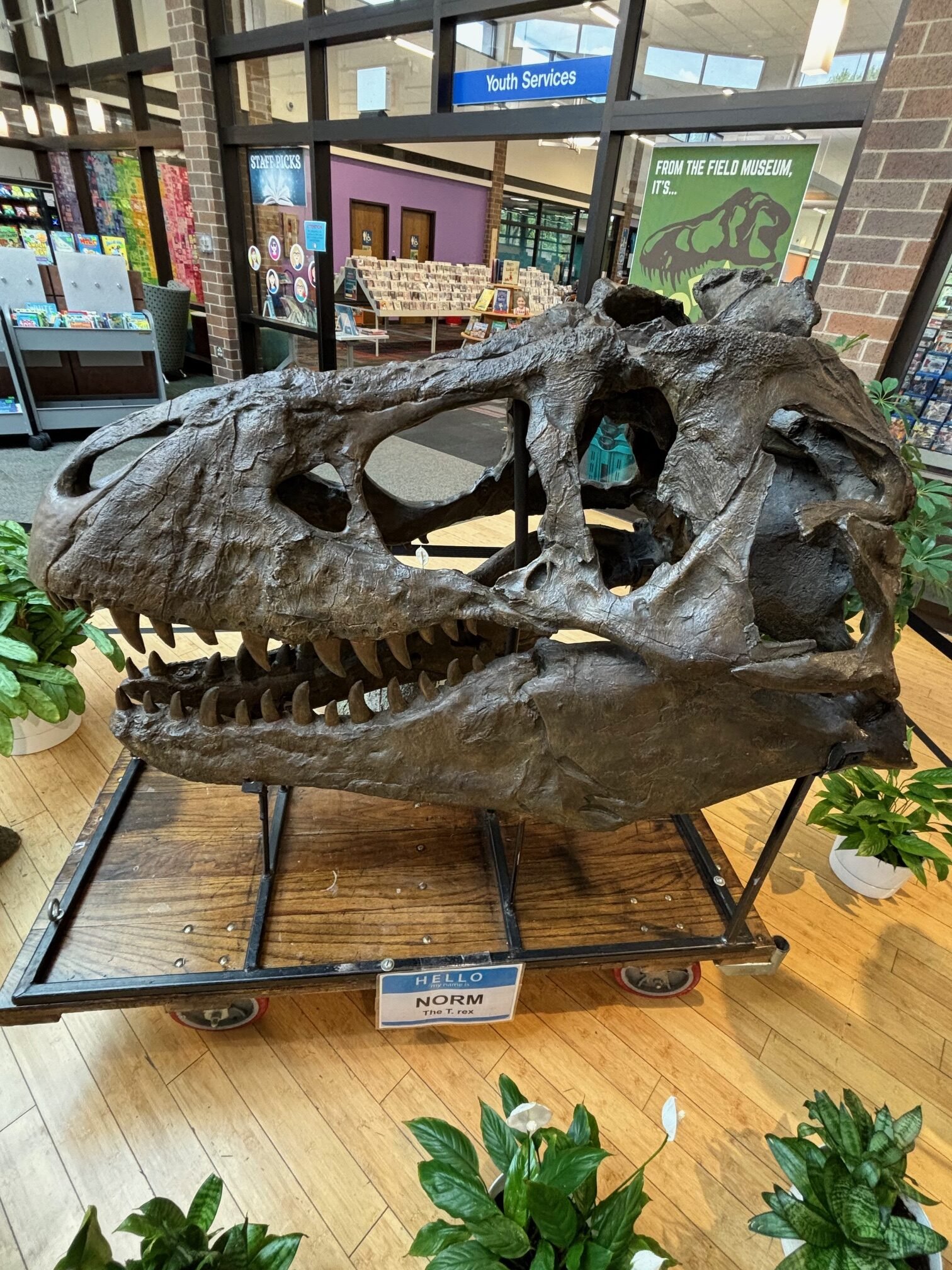 Park Ridge Public Library Welcomes T-Rex Norm