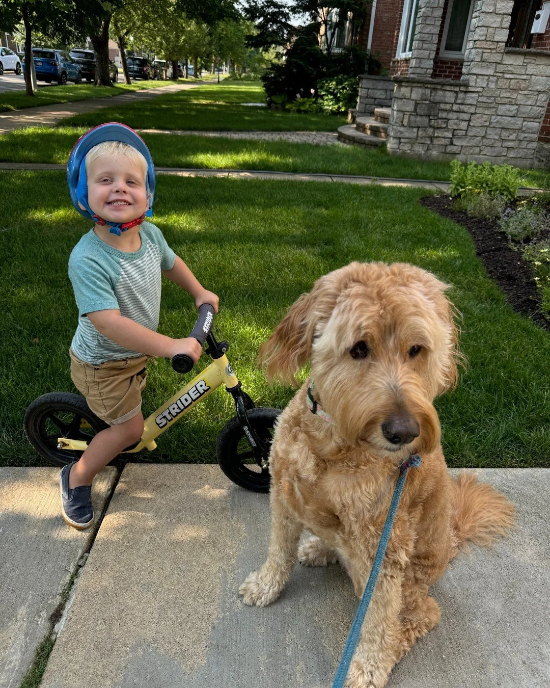Some dogs steal your heart. Chloe steals stuffed animals, too. 🐾

This 14-year-old Goldendoodle may be a senior, but she still has the energy of a puppy. Whether she's waiting for snacks to fall from the high chair, demanding extra cuddles, or headi