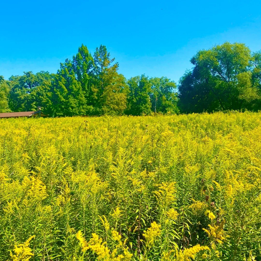 Sometimes the best way to enjoy Park Ridge is simply to slow down and look around. ☀️

In "Summer September Stroll," resident Paul Hansen captures the beauty of a September walk through Wildwood Nature Center, from towering yellow blooms an