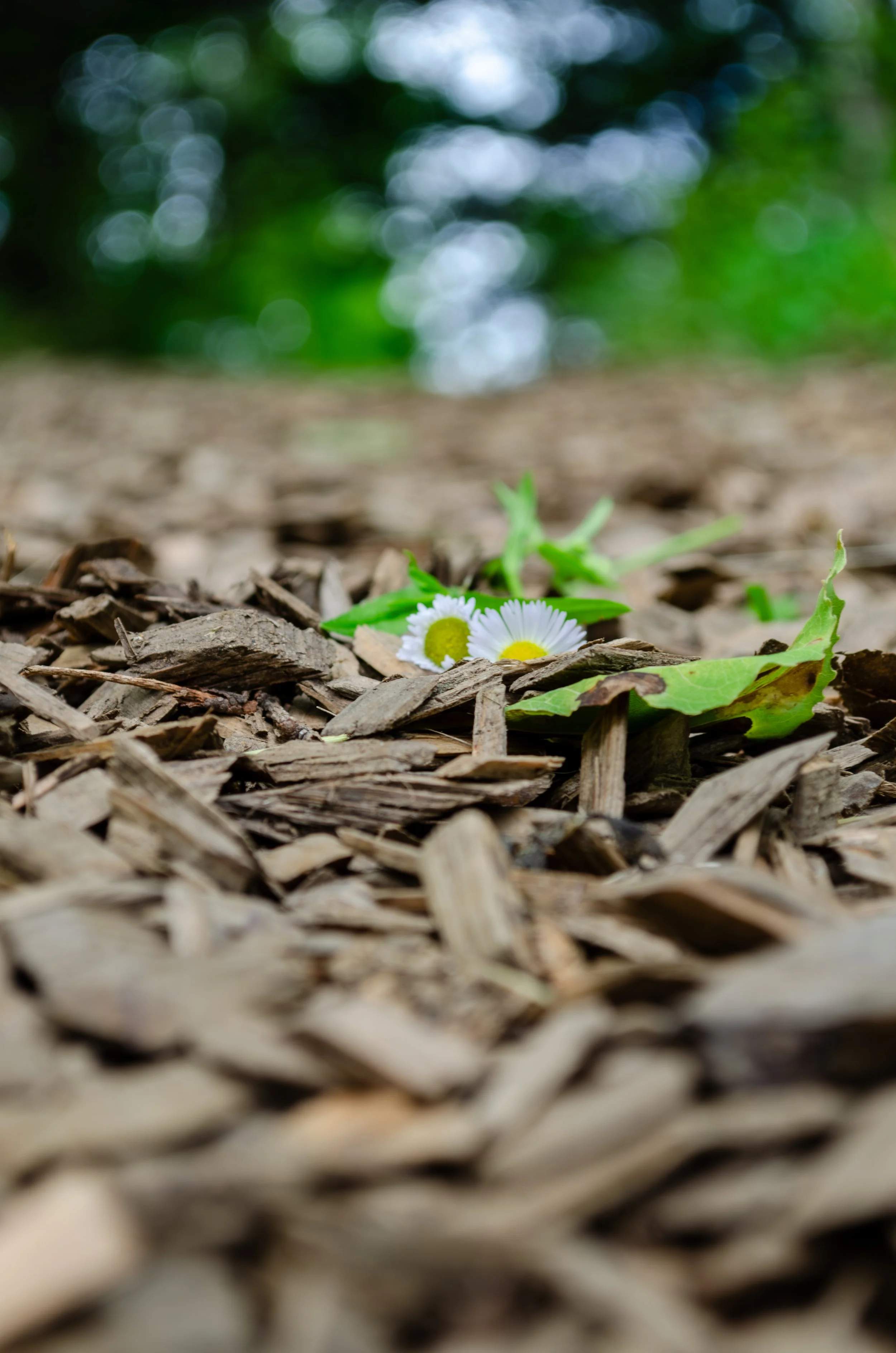 Close-up of small white daisies with yellow centers blooming among wood chips on forest ground with blurred green foliage in background.