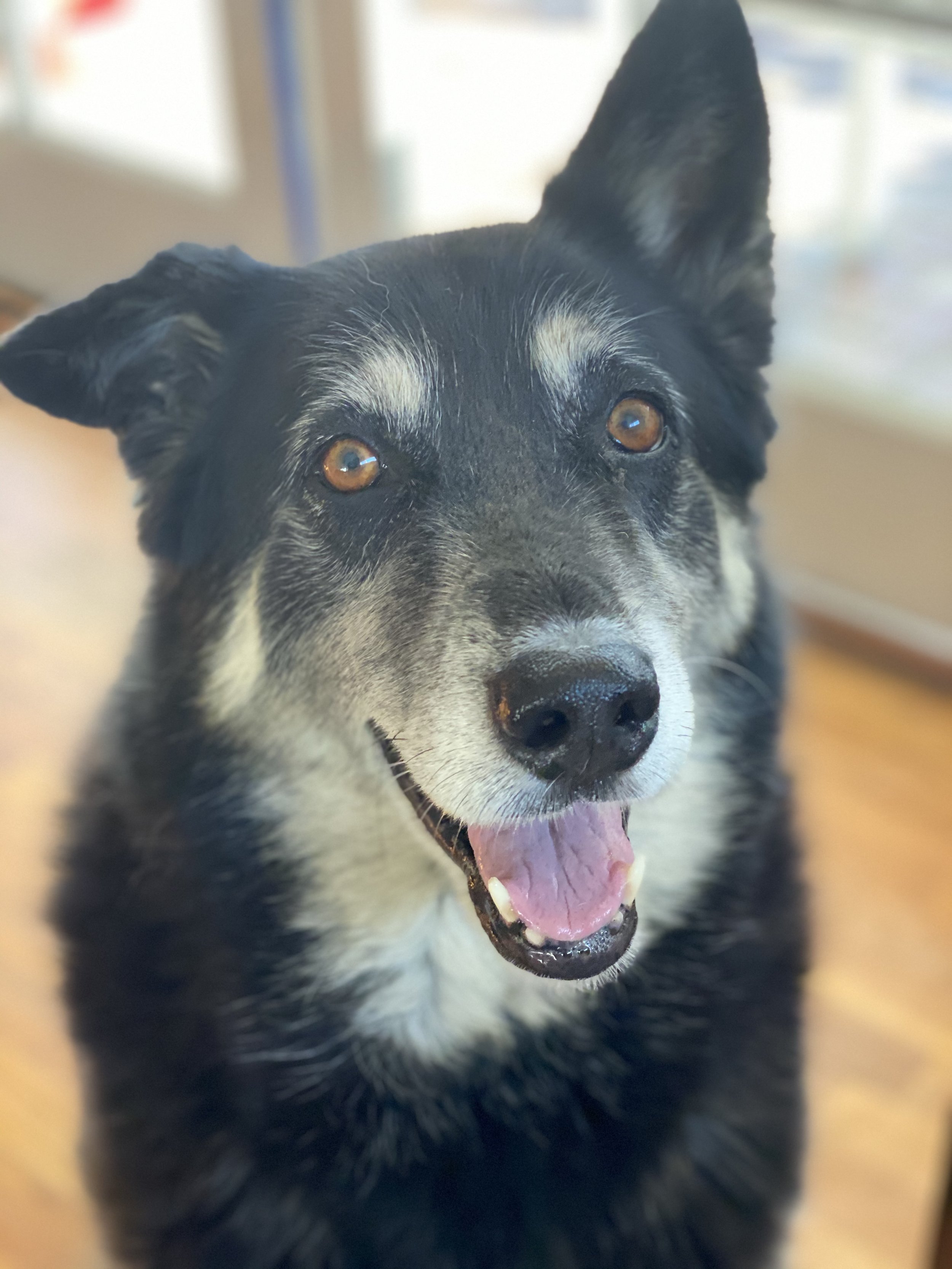 Sweet and Smart Bella 💕