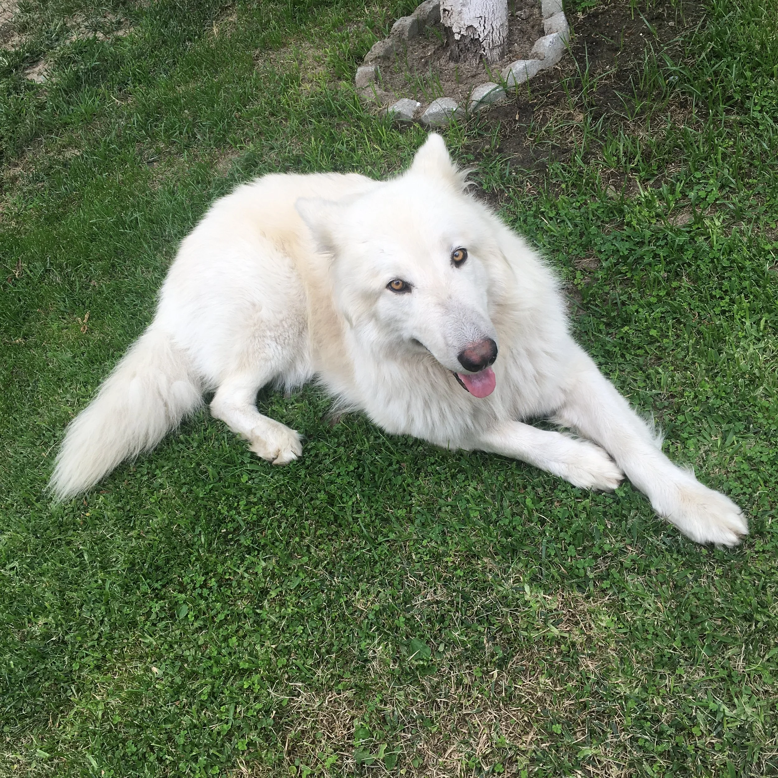 Our beloved Troy leaves us after 12 years of loyalty, it’s only right he leaves this world in our home that he protected so much. The house will forever feel so empty without his howling when hearing us come home or greeting everyone with a smile at 