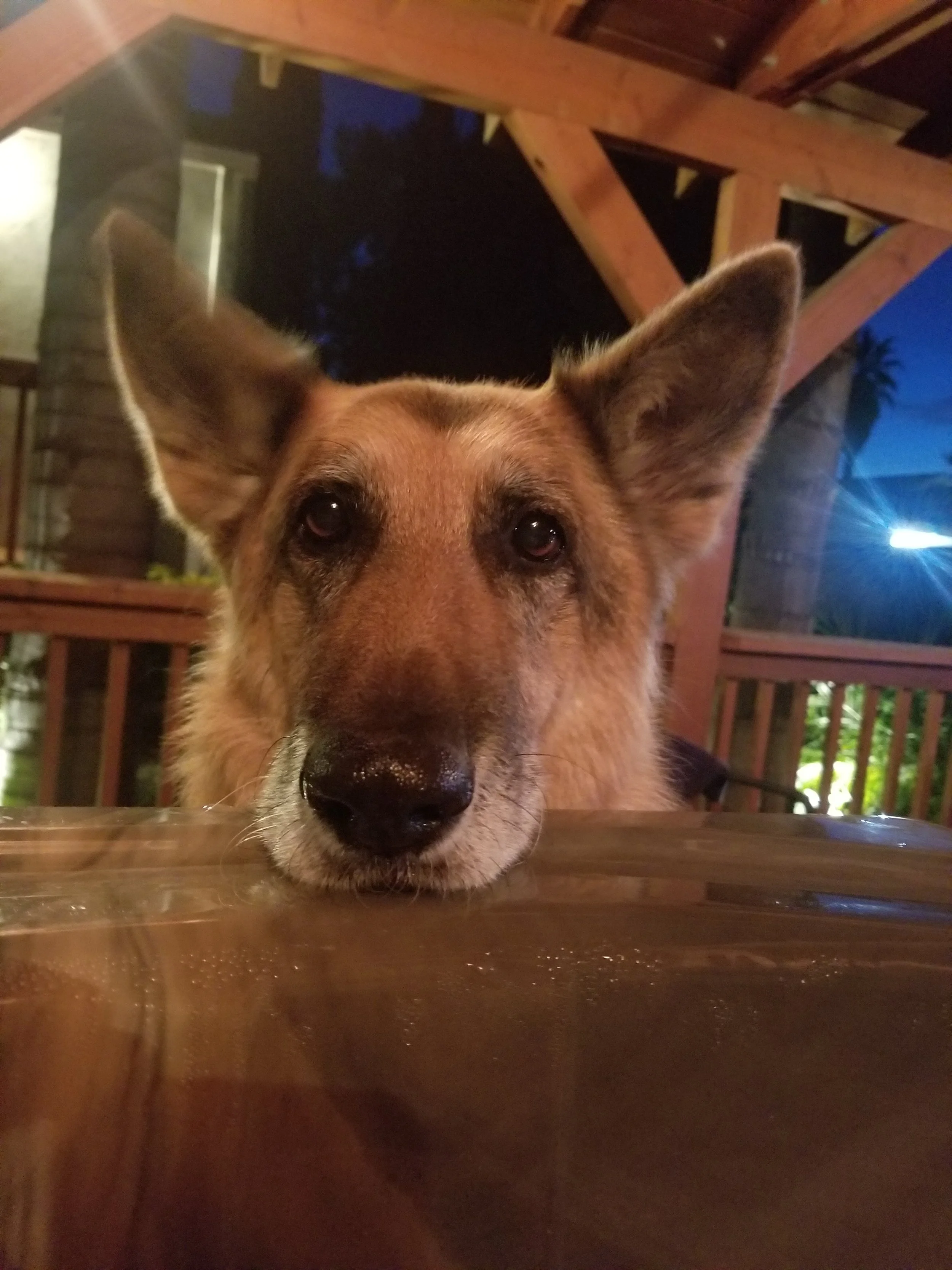 Xena, May you find comfort in your happy place. You will be missed and remember forever in our harts. I know you will be there for us when our time comes. We love you so much. May you rest in piece.   
Love Danny and Kimberly.....