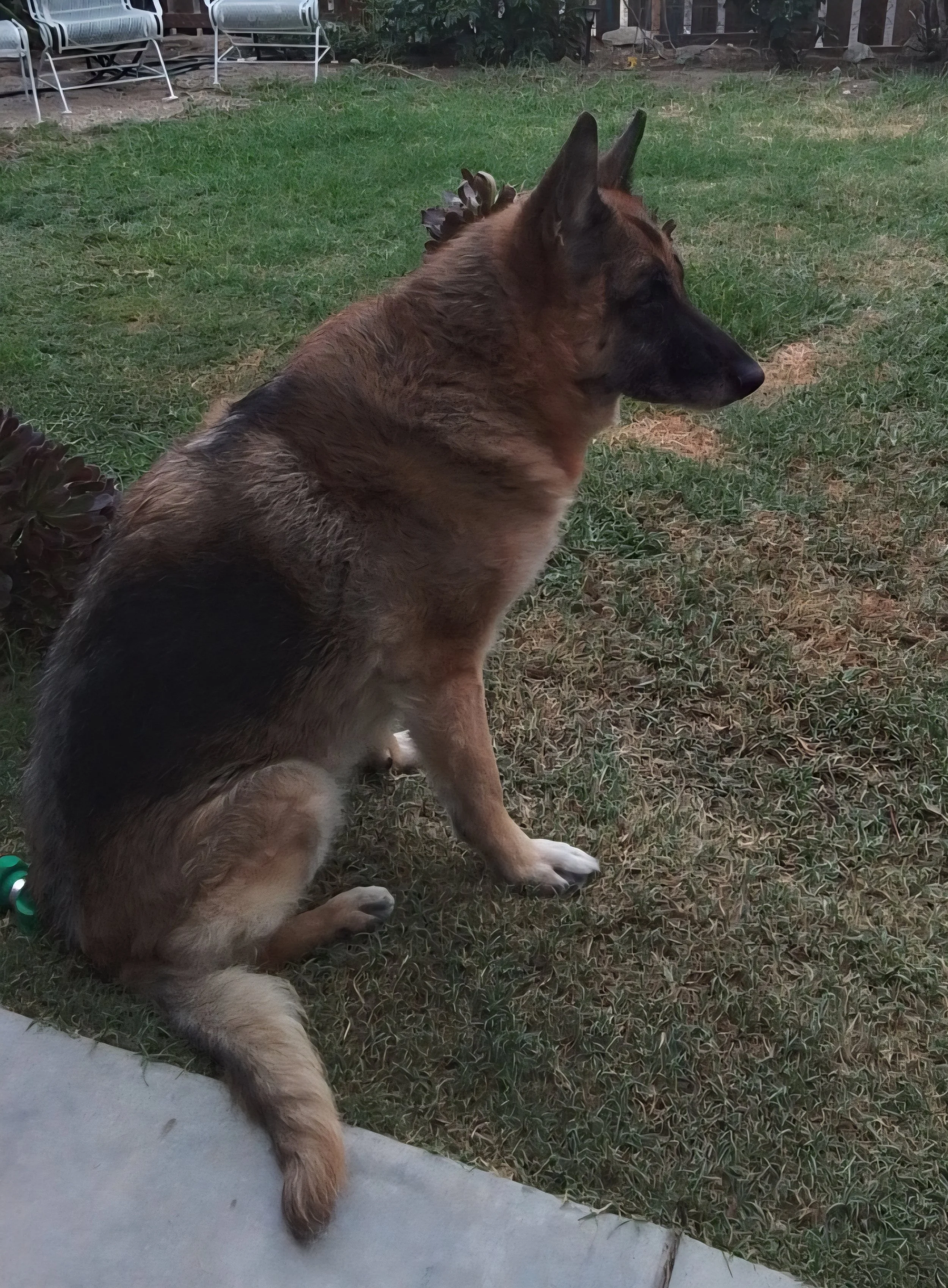 Thank you for being such an amazing dog and friend to us all. We love you Ginger!