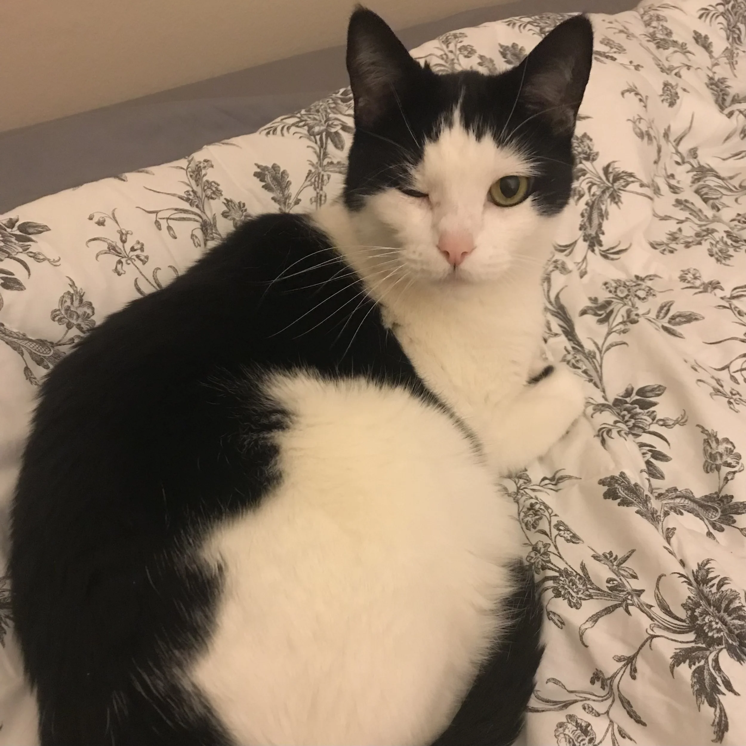 Napoleon (April 27 2010-August 1 2026) was born in Houston and has been with his mom Alexis since the day he was born, their bond was instant, he was the runt of the litter and acted really tough, so Napoleon was a fitting name. He moved with his mom