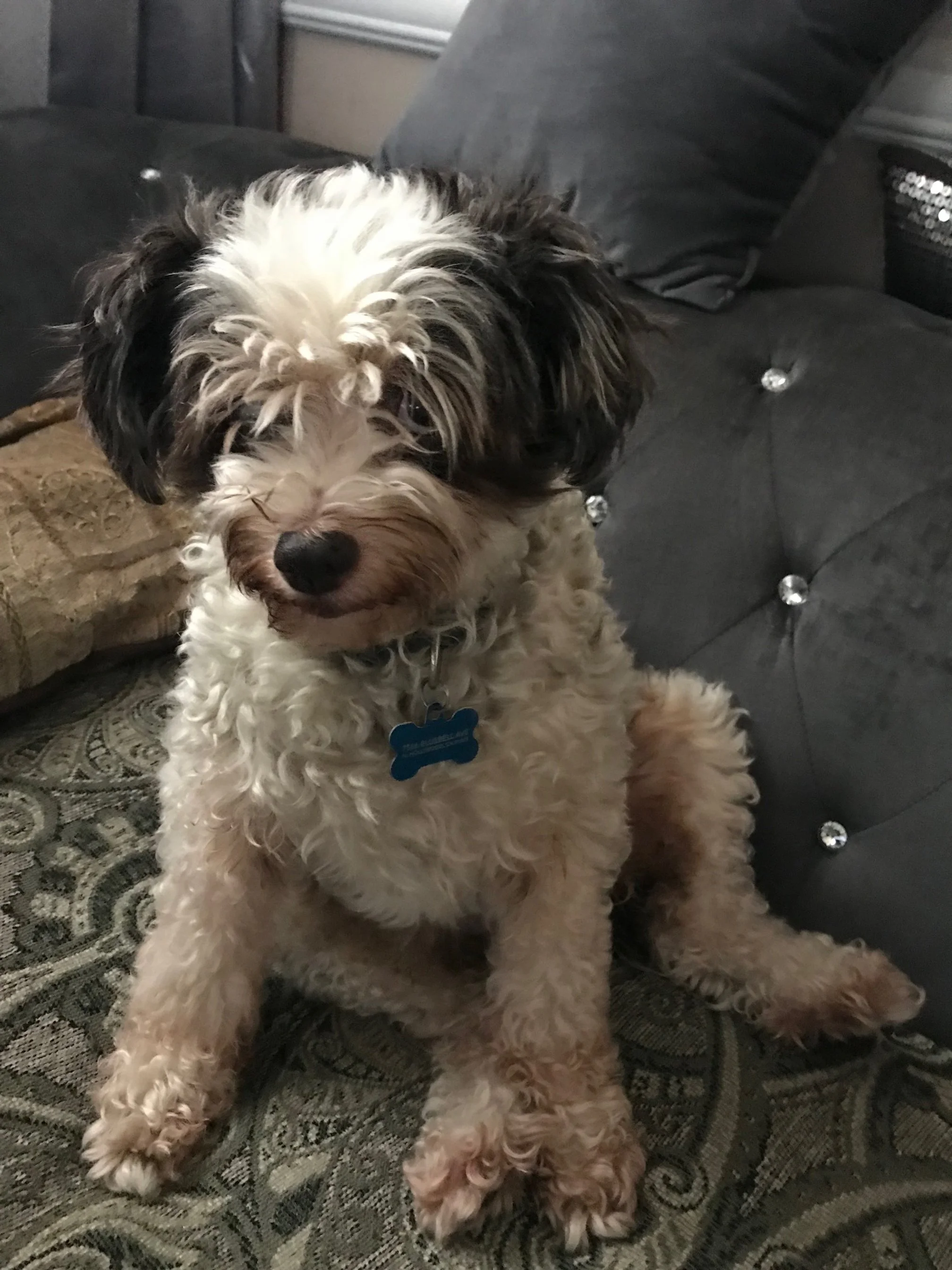 Our Beloved Malish. We love you and hope you can finally rest in peace. Thank you for the years of love and happiness that you gave us.