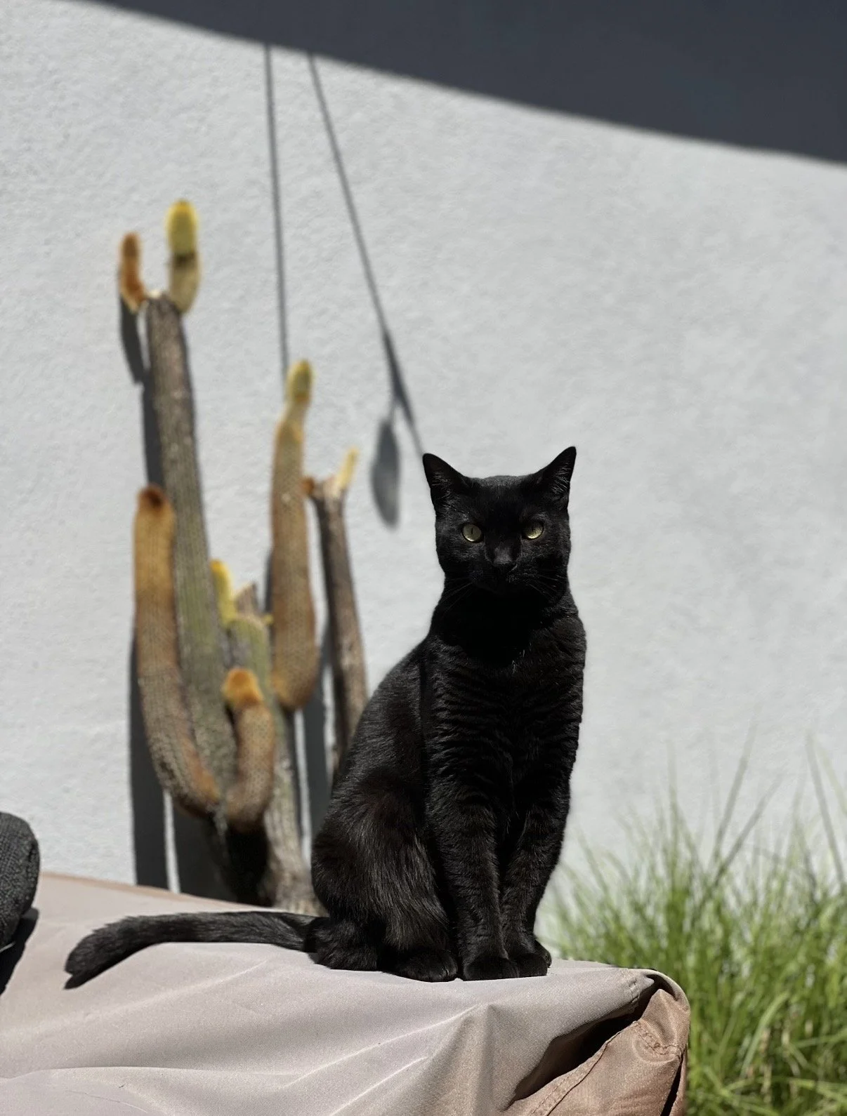 Stevie - love you forever, Kitty Girl