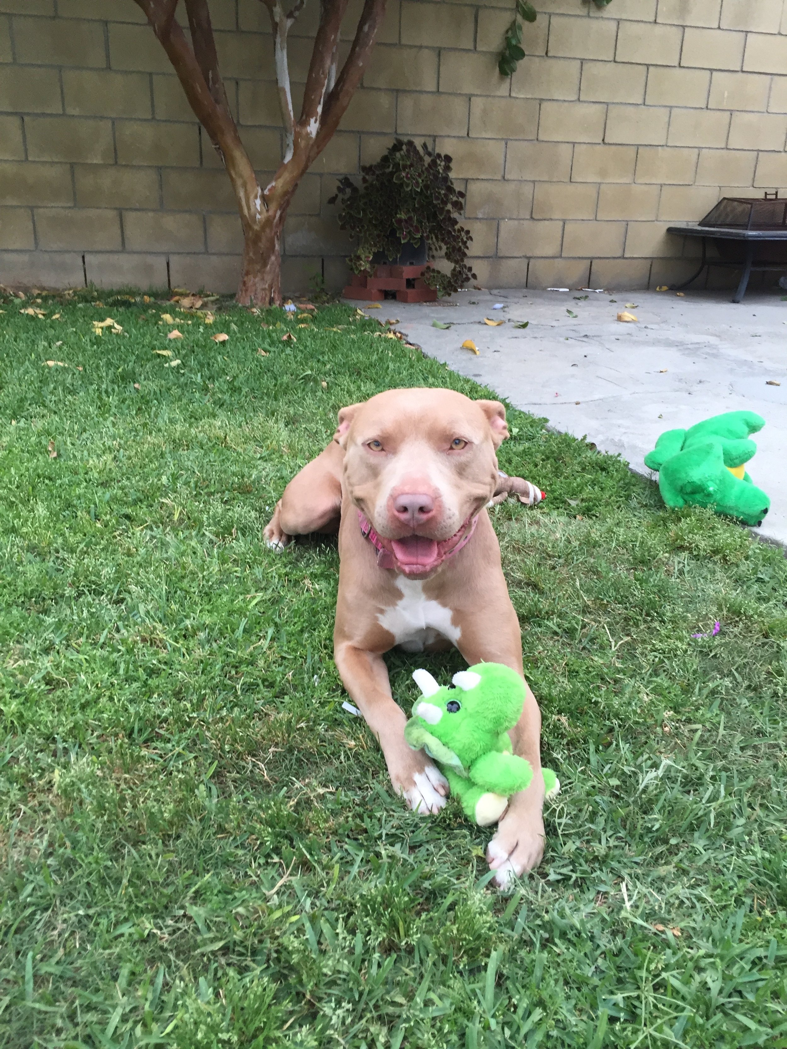 To our sweet girl, Layla. May you find the softest grass to roll in and endless sunshine to warm your belly.