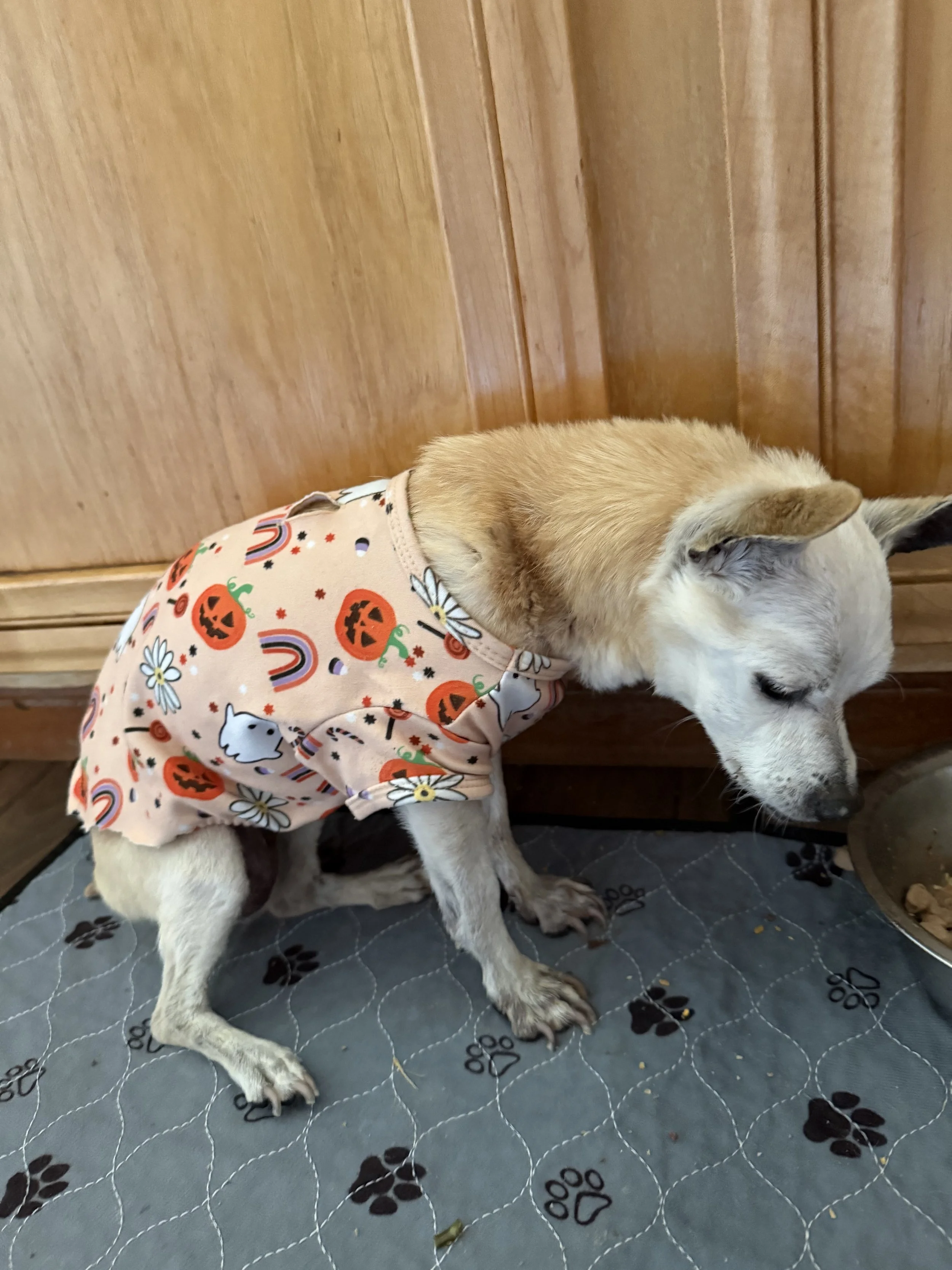 We will always love you Alma.