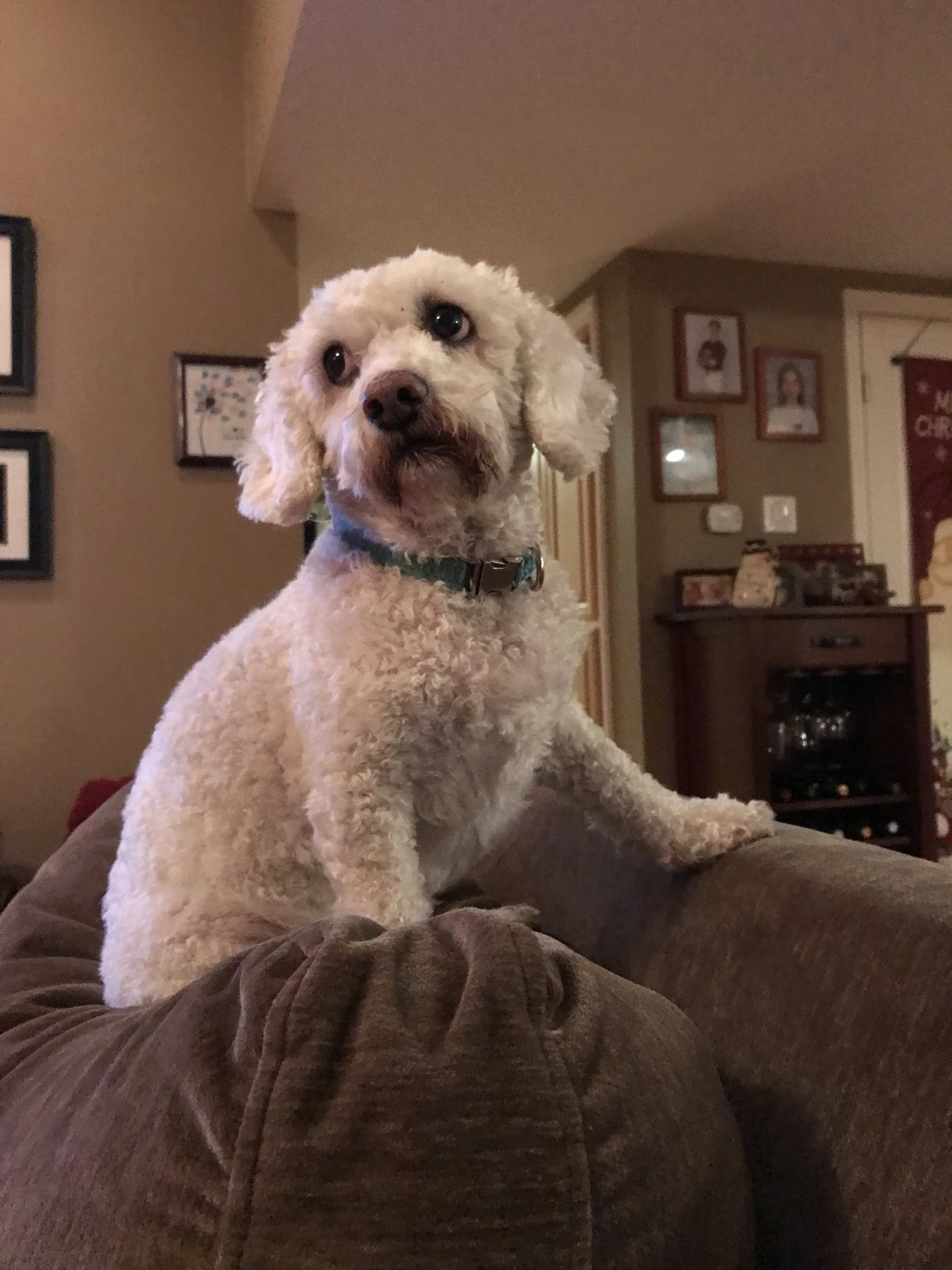 Buddy, 
16+ years with you in our family…we have loved you immensely and will miss you even more!!! Love you, lil Buddy xoxox