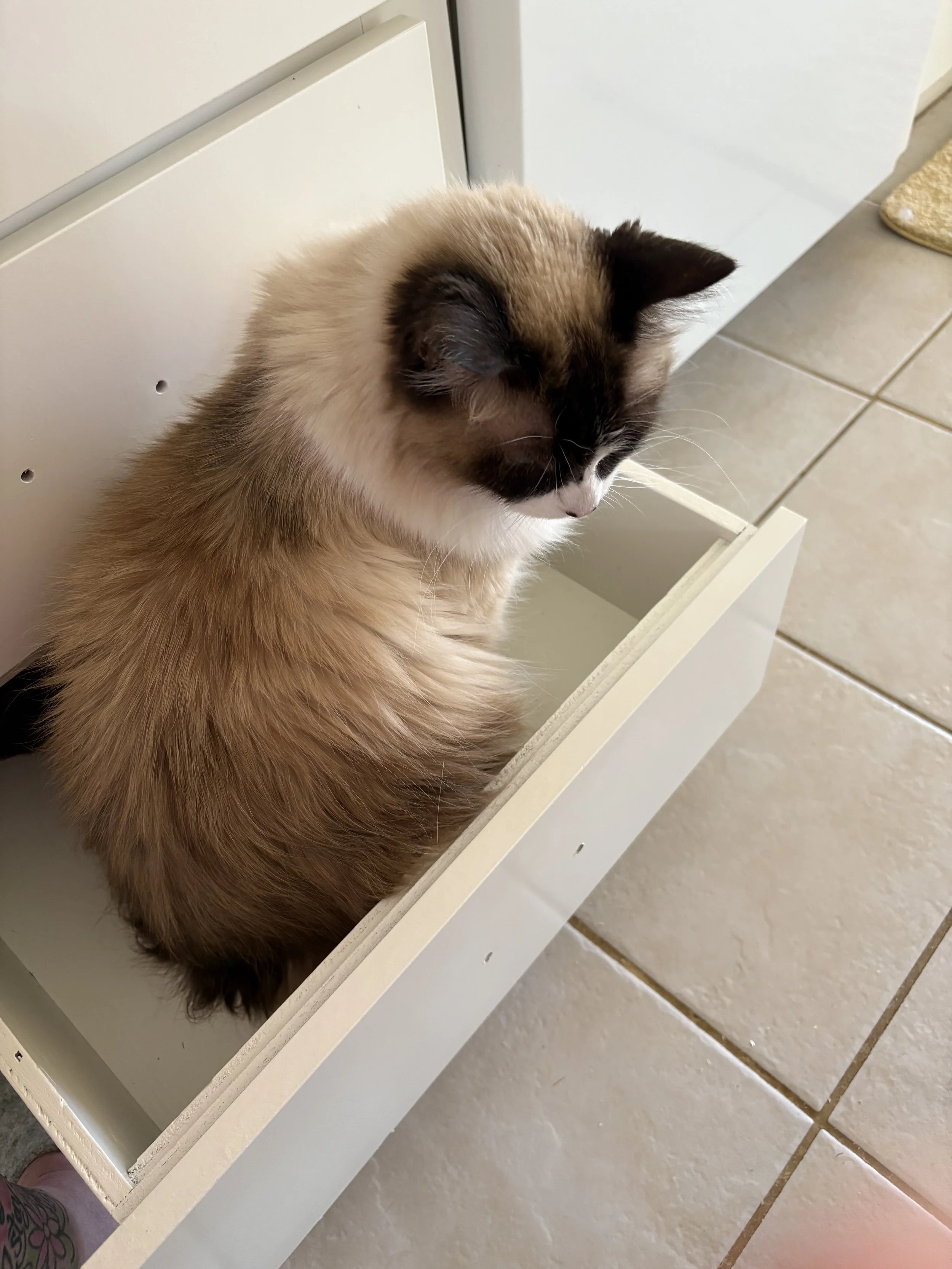The softest, grouchy, shower loving old lady. Always there to help and greet us when we got home.