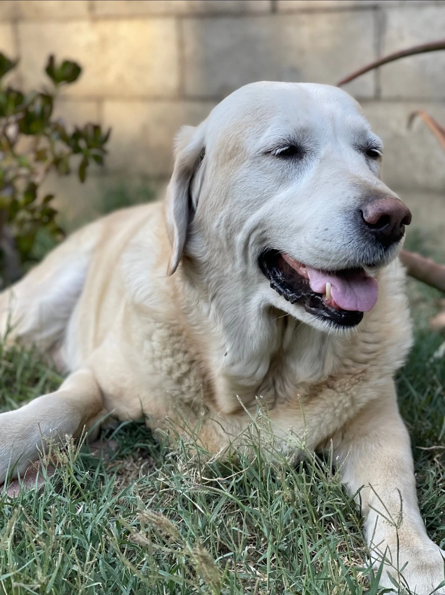 Nenory Pandori, thank you for giving us 14 years of joy, love, and support. God knew that we needed you. Always the best protector, and support dog that anyone could have. You truly were a good boy.

Love Mom, Dad and Baby Sister