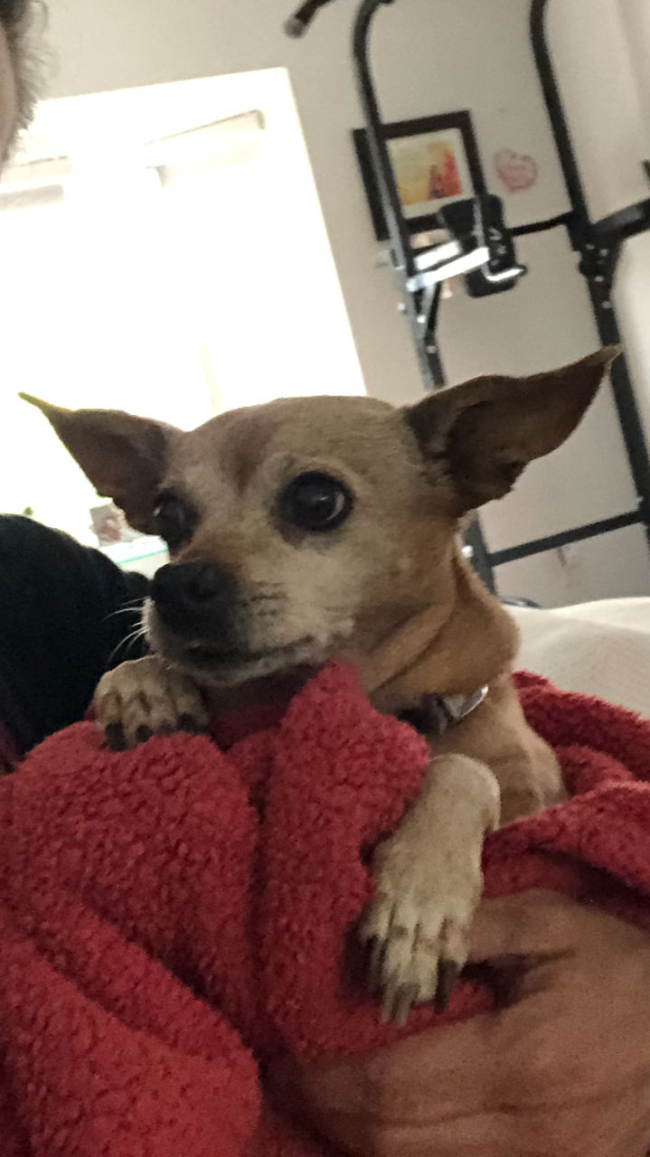 My Sweetest Sookie.  I will miss you every single day.  I love you so much, you were my best companion, my friend, my buddy!  See you in heaven :-)