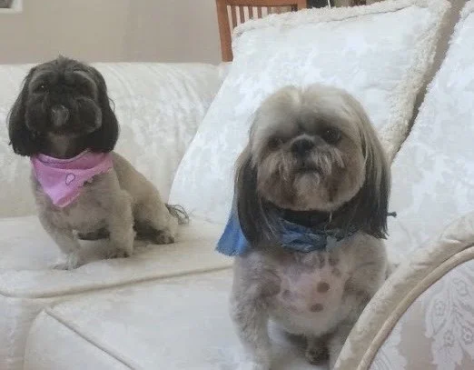Dear Blue,

You were a perfect dog to Mommy and Daddy and a perfect brother to Tip (Dark One).  We miss you so much.