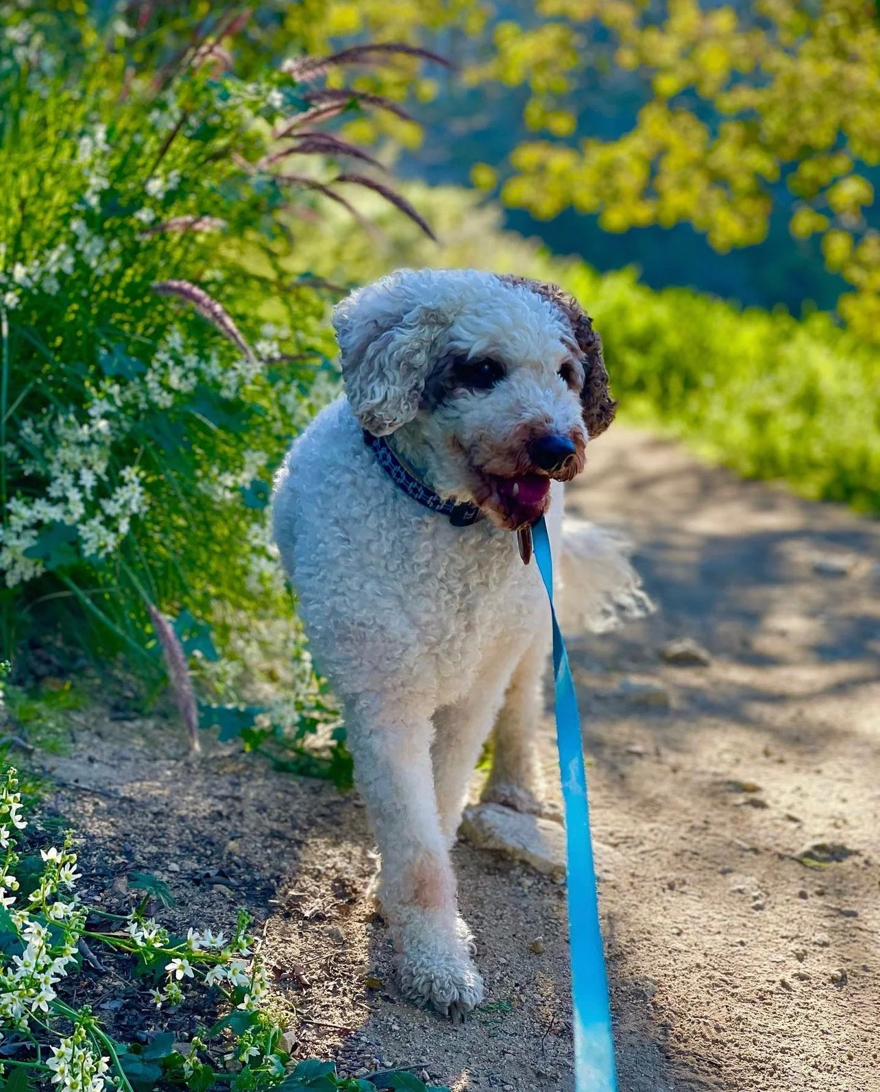 Bow Wow. We love you. Rest in Peace. You’re the best ever.