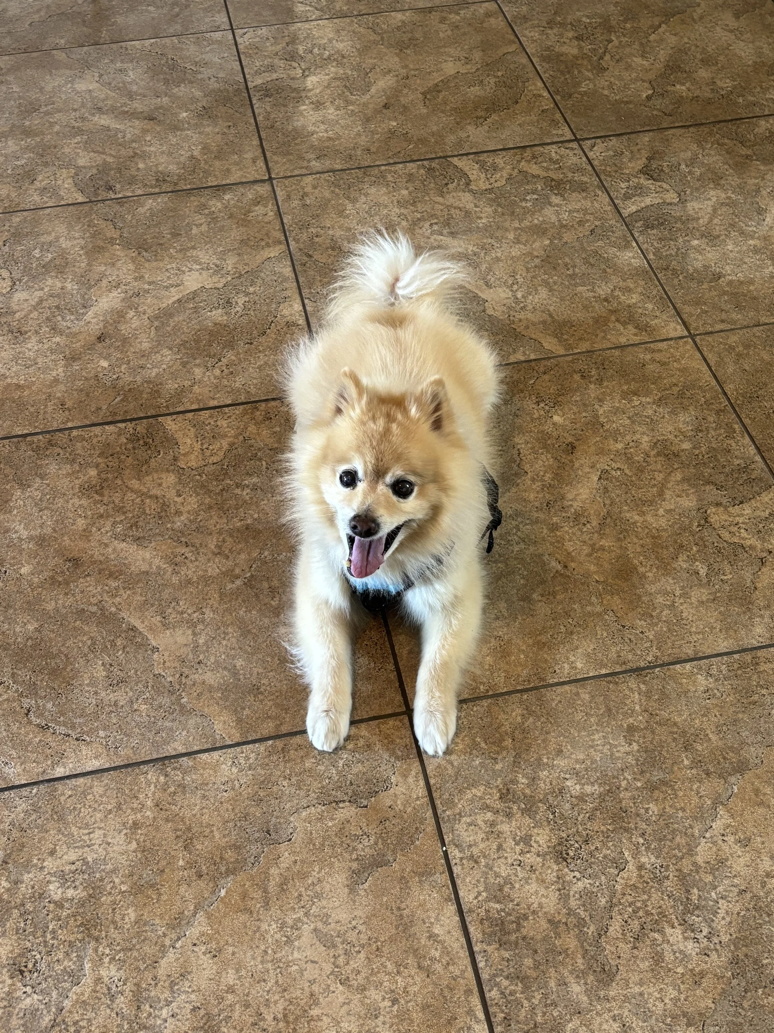 Tibby 🤍

For 15 beautiful years, you filled our lives with so much love, joy, and laughter. You weren’t just a dog , you were family, our companion, and one of our greatest comforts.

You had a special love for food, especially chicken, and the way 