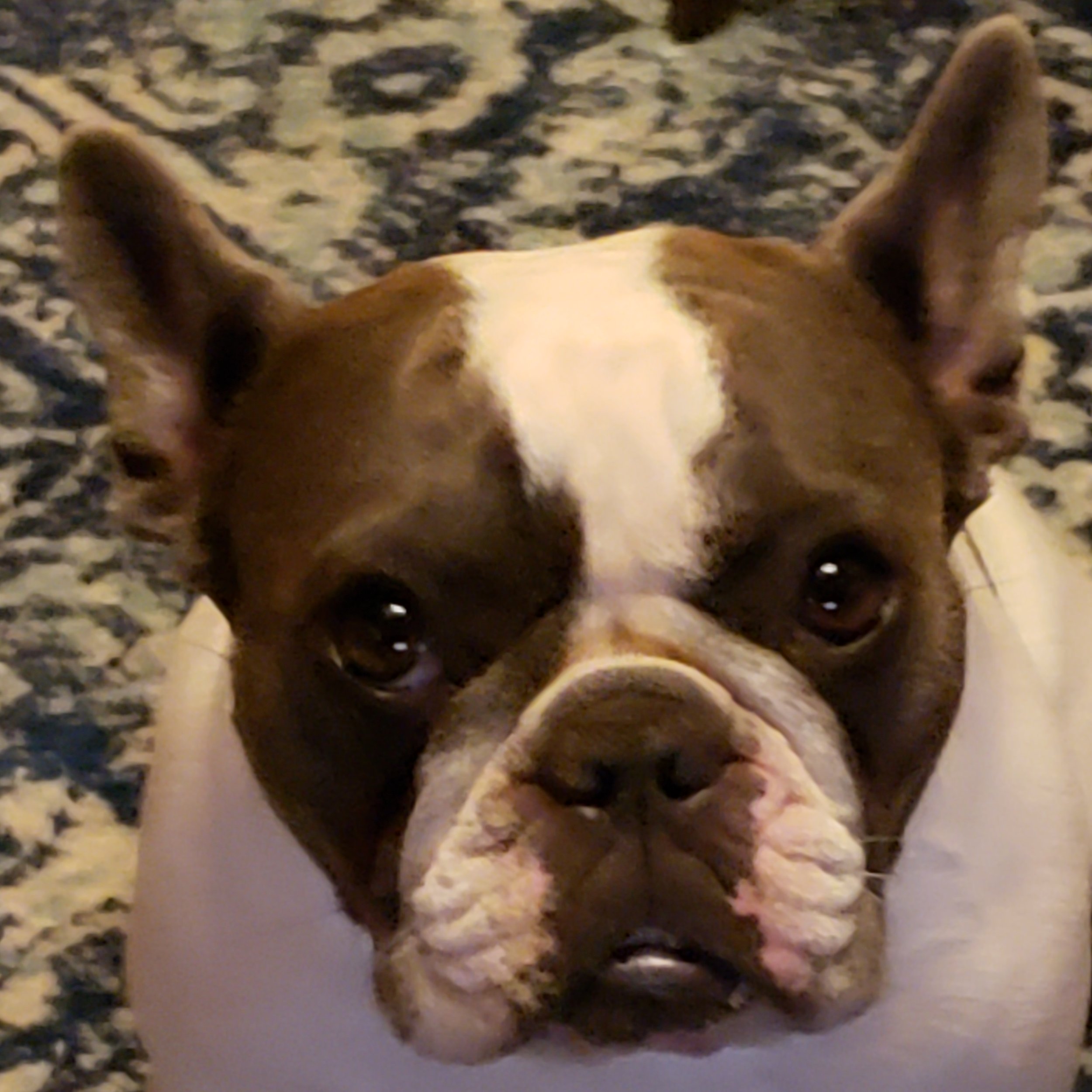 Cosette has given 11 years of constant love and snuggles. we will miss her every day
She has been a very good girl. Run free my baby