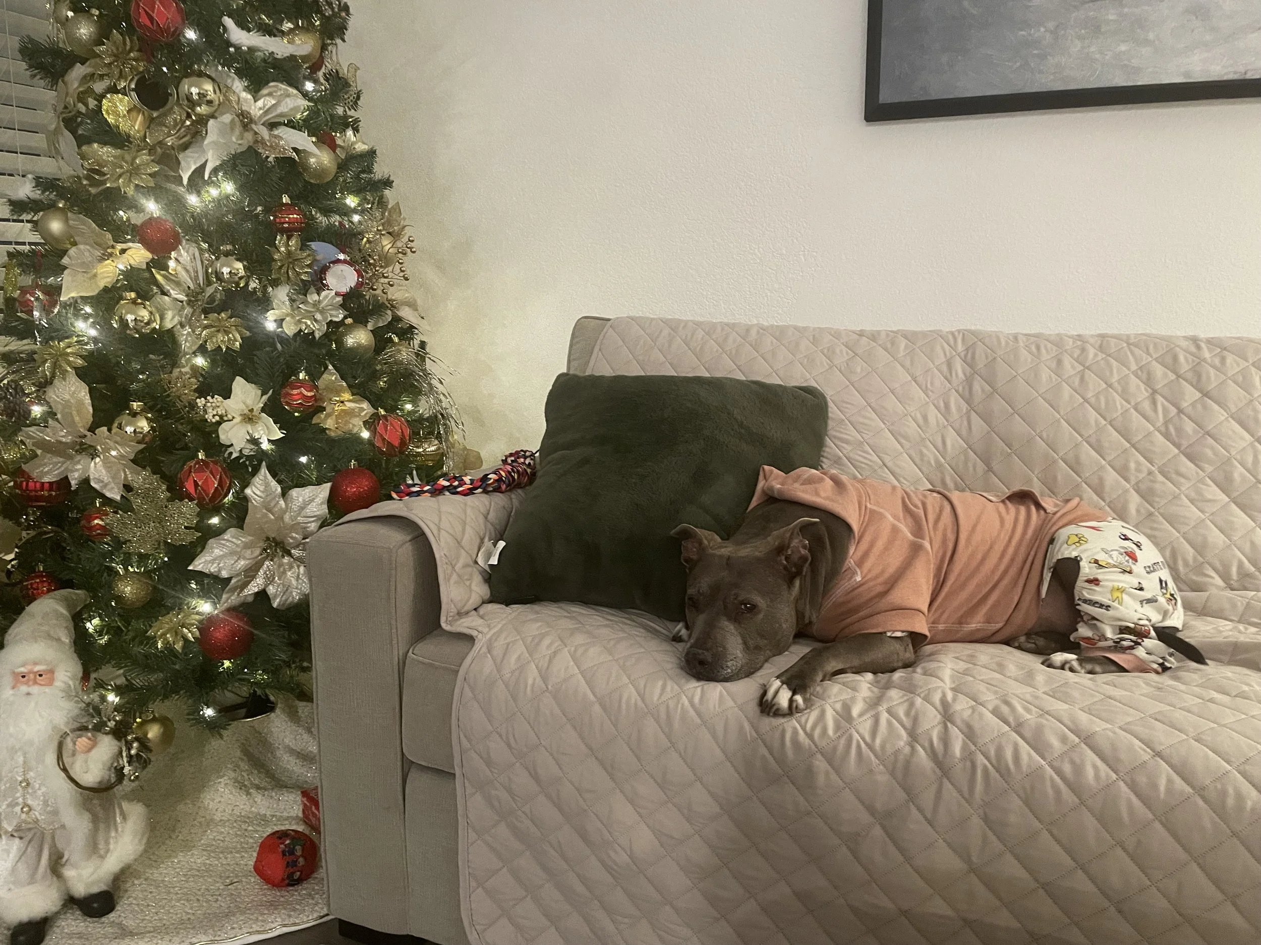 Thank you for being the best companion that I could’ve asked for! My biggest act of love is to set you free! I hope that we run into each other again, I love you my Gia!