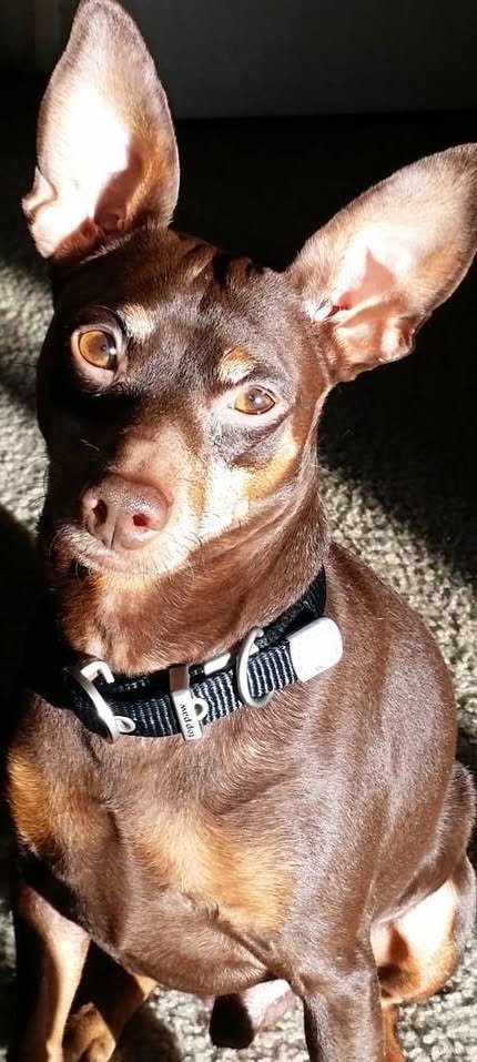 My heart has joined the thousand for my friend stopped running today 

    Capone 
You will always be in my heart ❤️