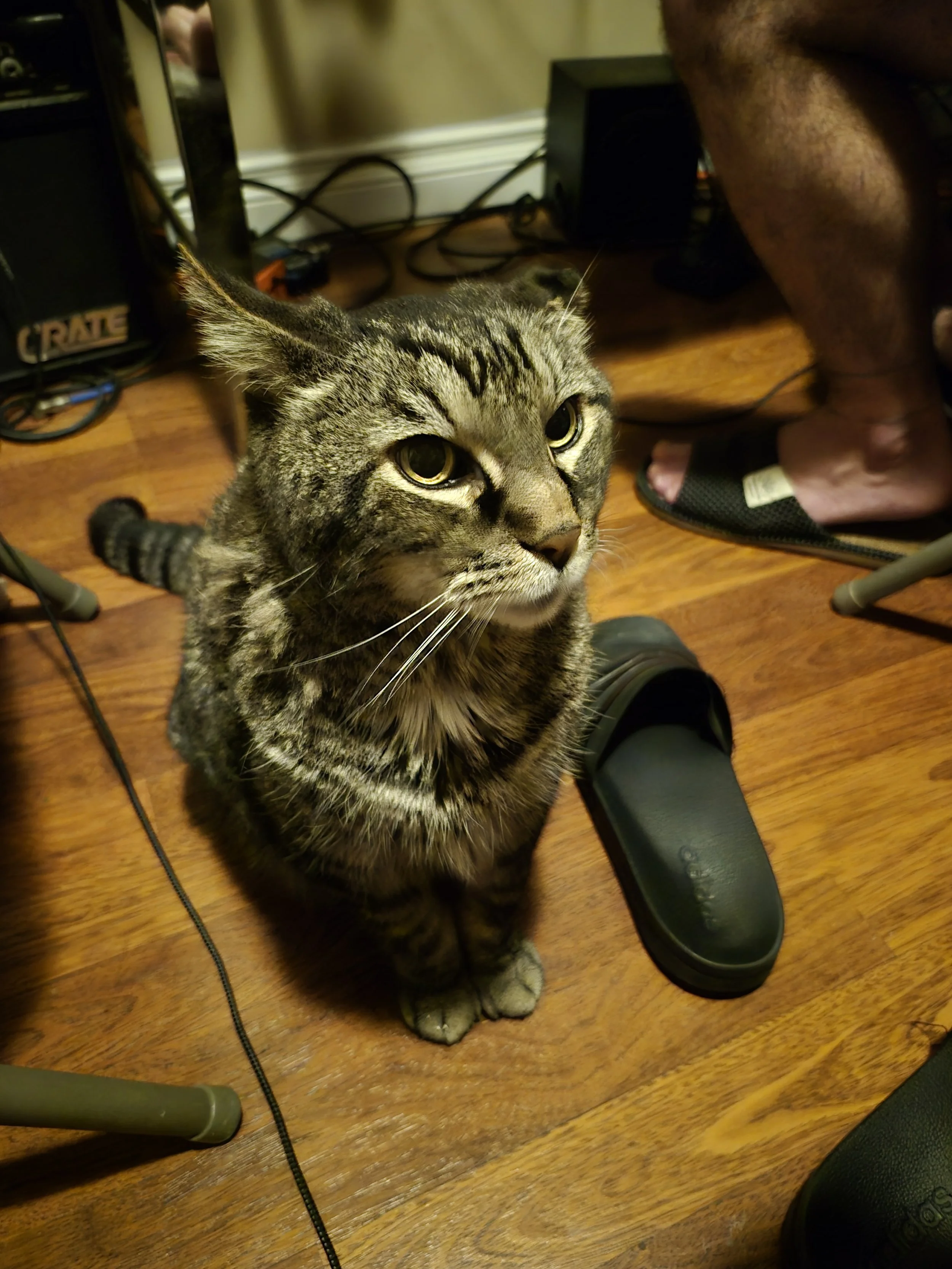 We are so proud of Leo's determination and dedication to being our life long champion and fur baby. Our hearts will forever be hollowed by his absence.
