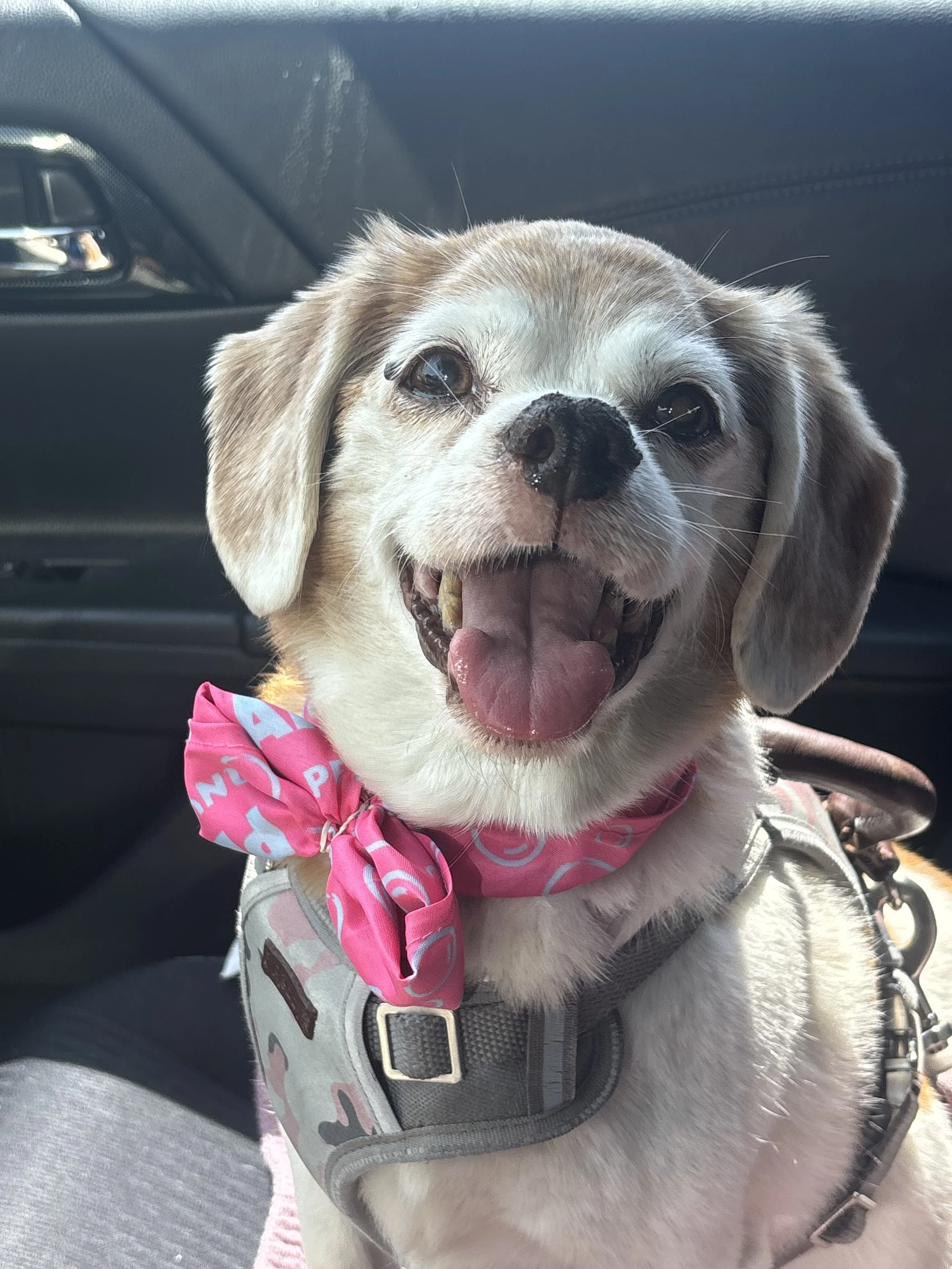 Our sweet Bella, 
You were the heart of our family-bringing us comfort, laughter, and so much unconditional love. You were there for each of us in your own special way, always gentle, always loyal. 

Our home feels quieter without you, but we will al