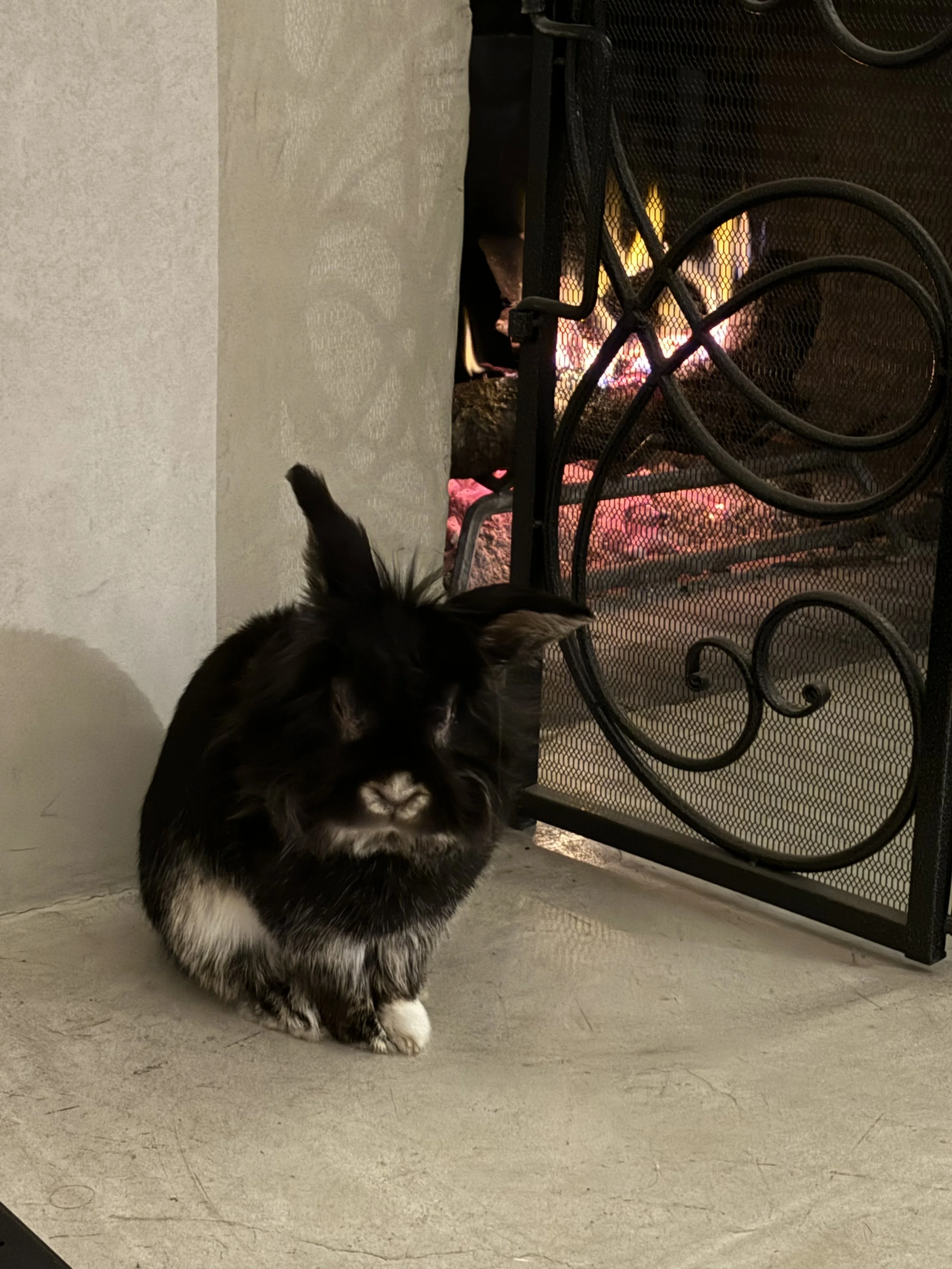 Thank you Precy. You were the light of our life during the last 10 years. We love you.