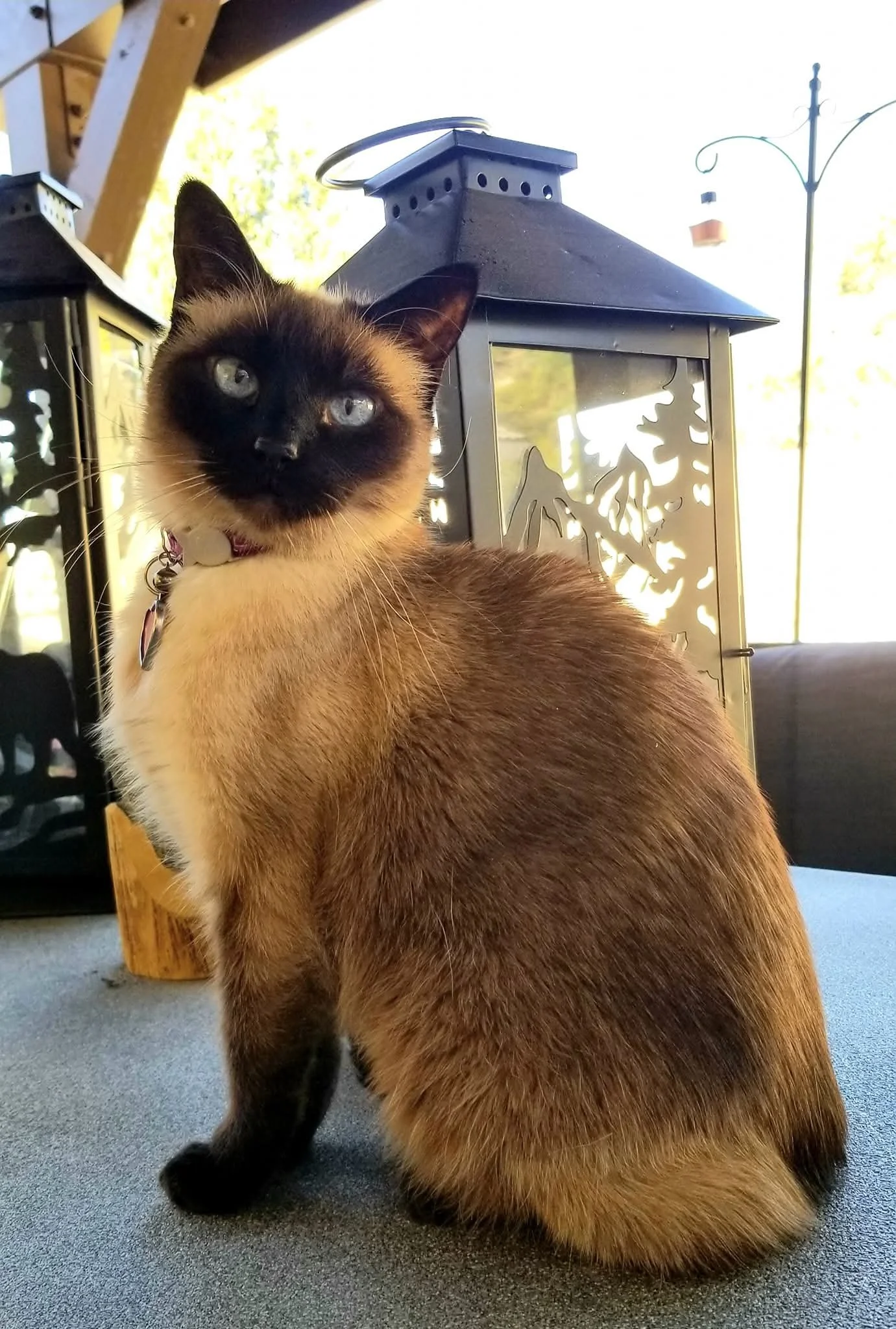 Rescued 16 years ago.  Bijou never knew a stranger and made herself known to all. She was our unique and sassy girl who mothered every pet in our home. She was pure joy and will be missed for the rest of our days. She will be reunited with her sister