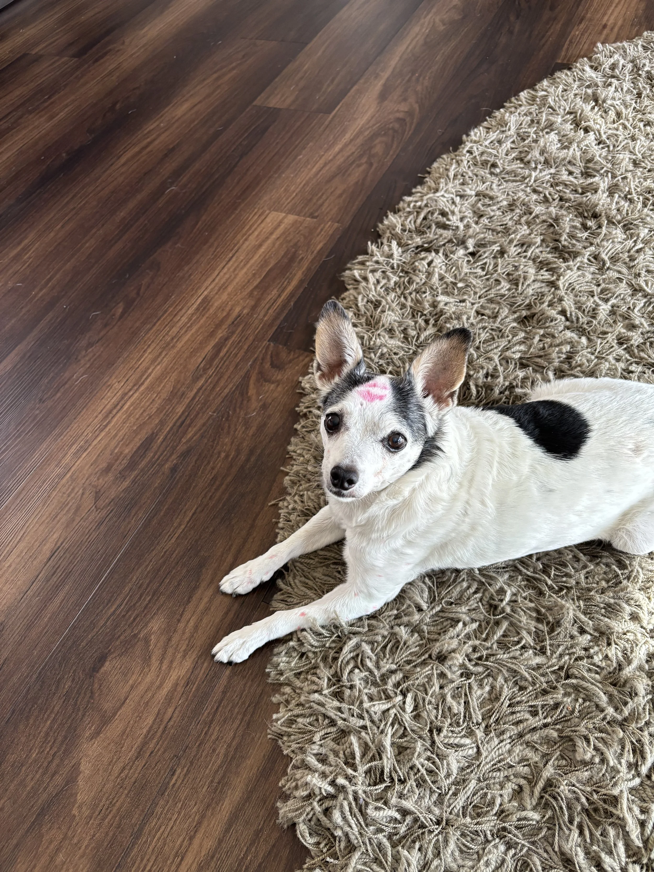 Sweet Clementine 🩶