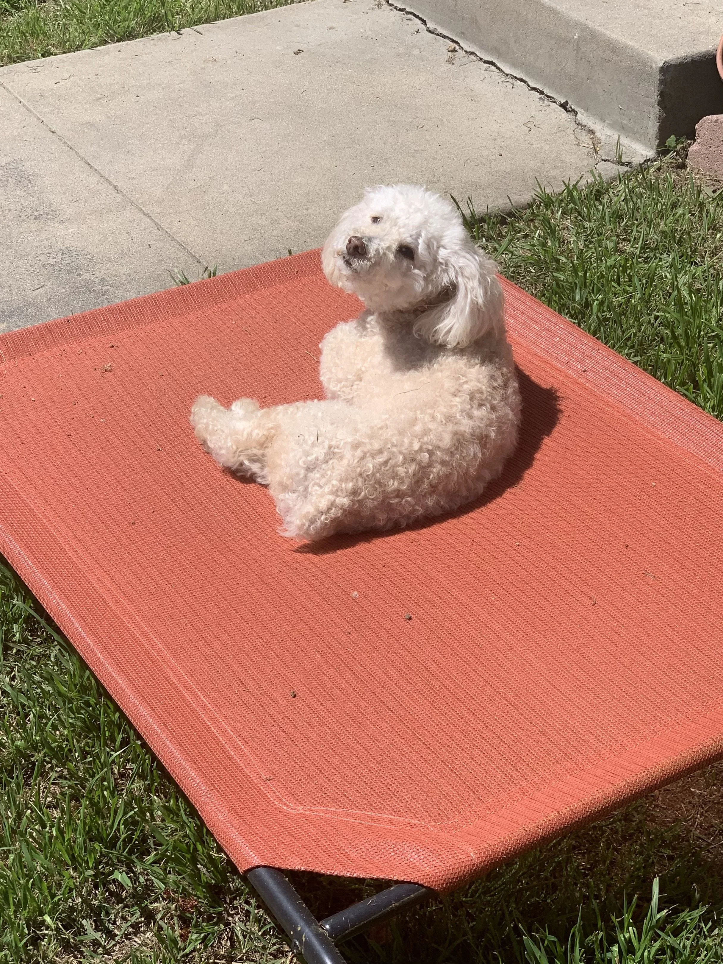 This is Coconut. He added so much joy, love, playfulness and laughter to our lives. We are forever grateful that God chose us to be his parents. He was the “goodest boy” and we will always remember and honor him
