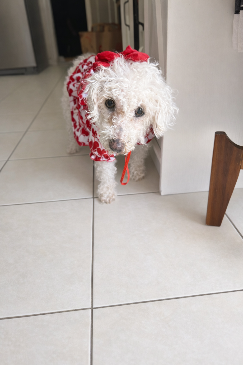 We will think about you every day until our last breath. We love you our beautiful soul dog, Princess.