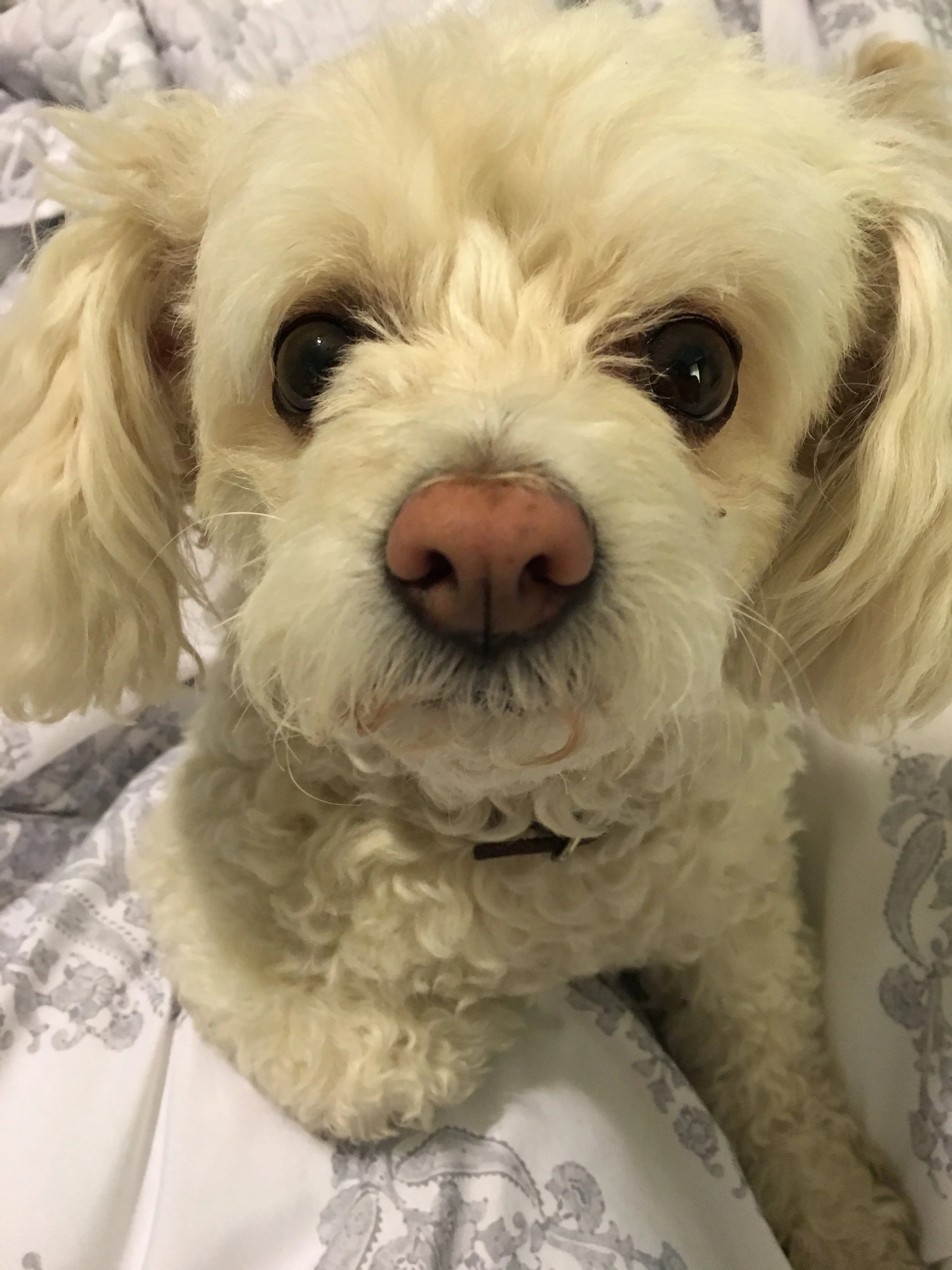 To our dearest Muffy, thank you for bringing so much light, happiness and unconditional love to our home. We love you forever.