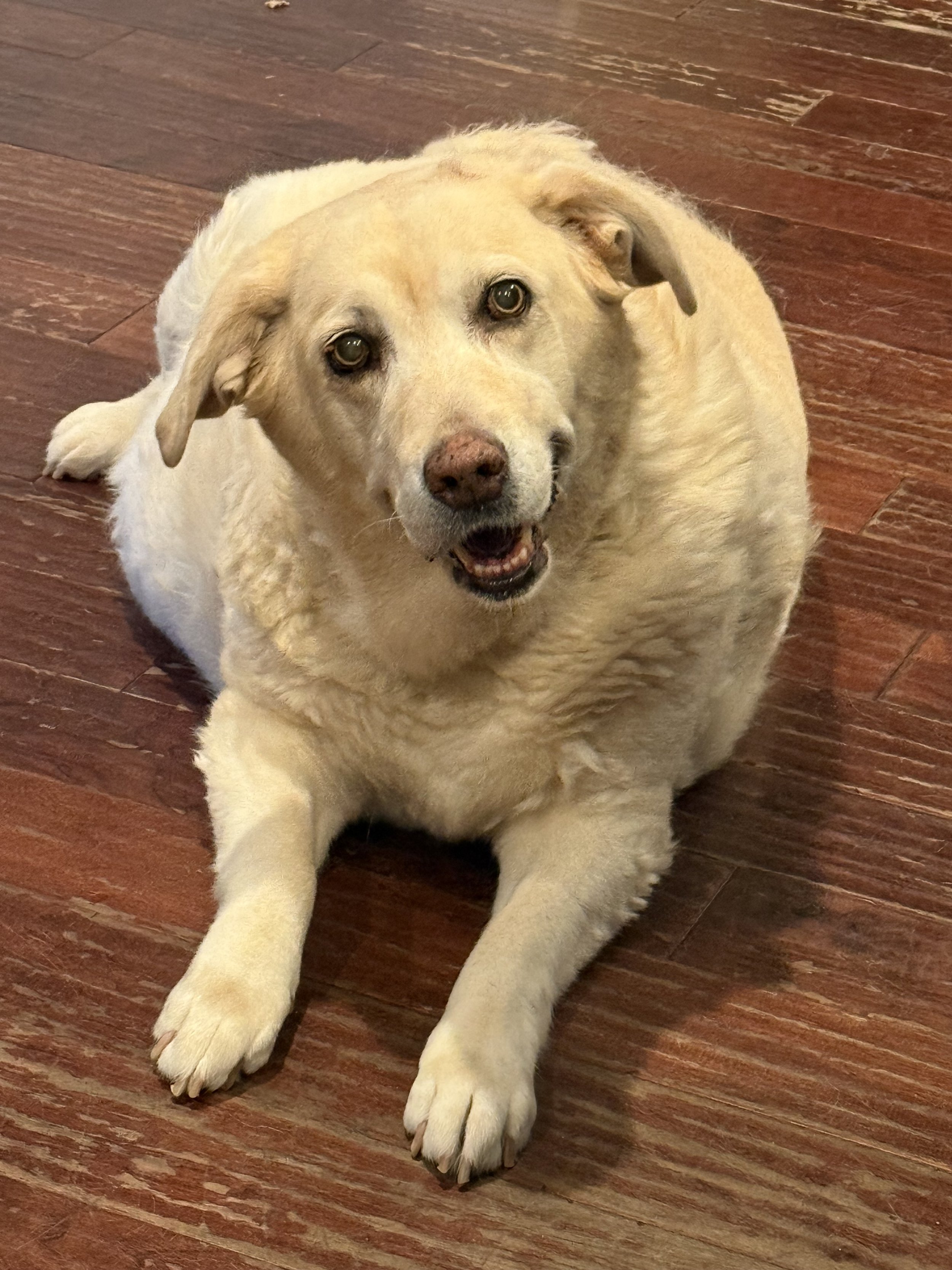 Abby aka Abby girl, Abbykins
Came into our lives 11 years ago when we rescued her. She is the biggest lap dog you will ever meet. She smiles with her eyes and was a beautiful part of our family. She will be so very missed. We take comfort in the fact