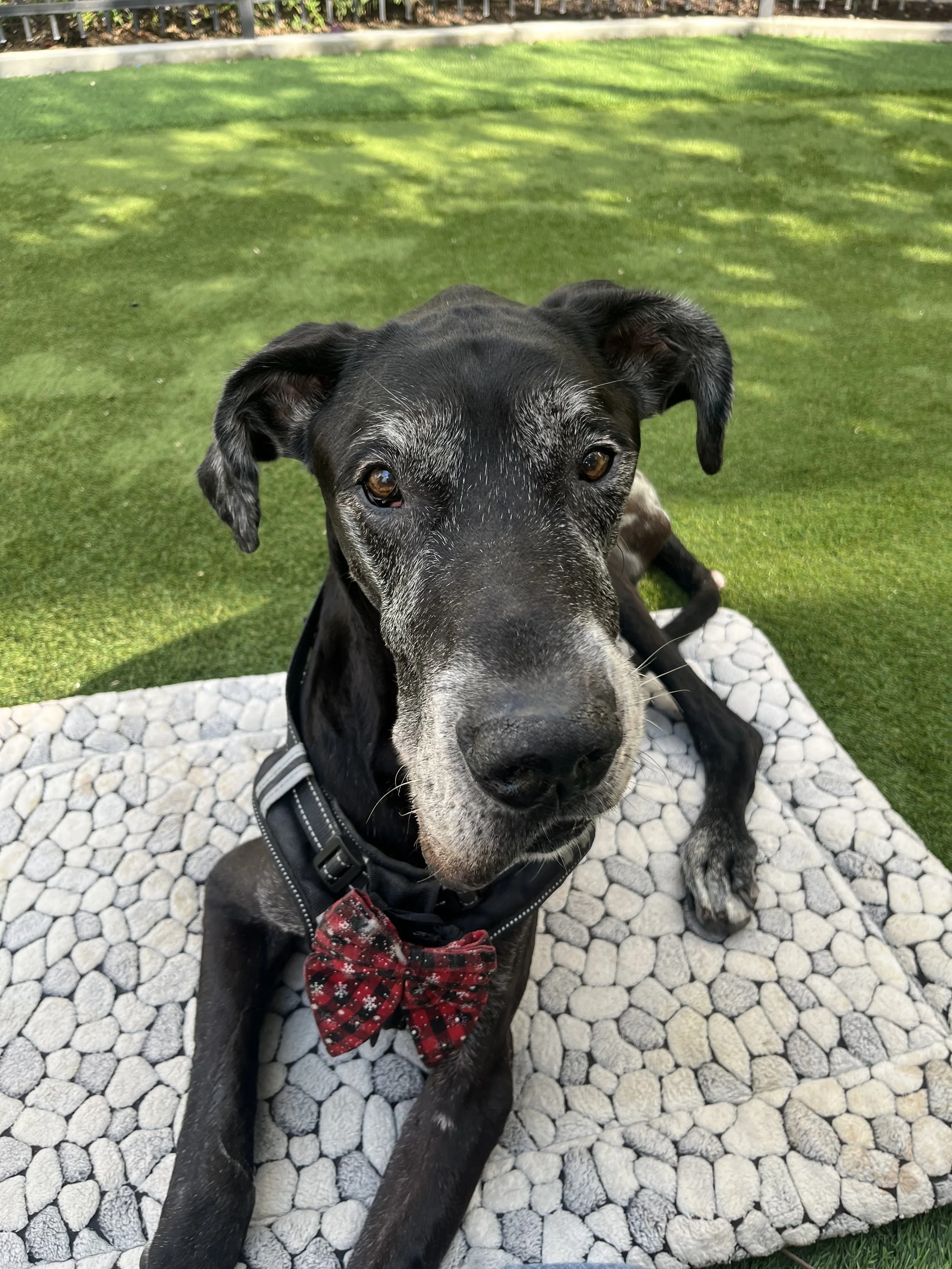 Tyrion the kindest little soul, he brought so much love, joy and happiness to this world everyday.