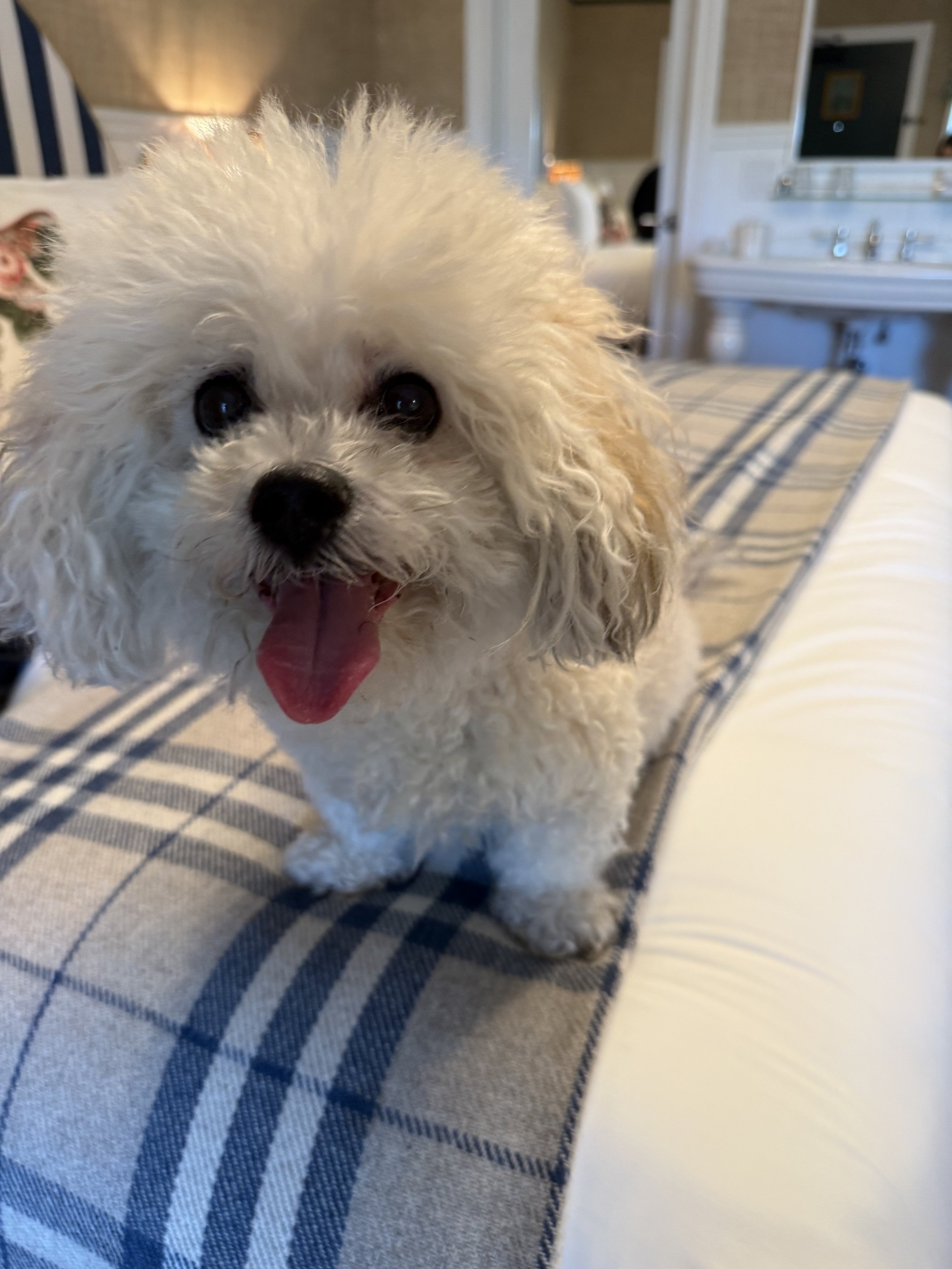 Daisy in Laguna Beach. Love you