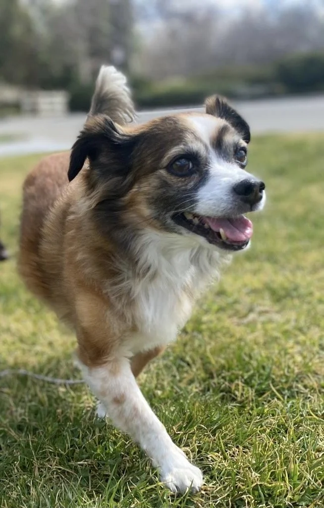 To our Naya - we love you and will miss you. Our best girl forever.
