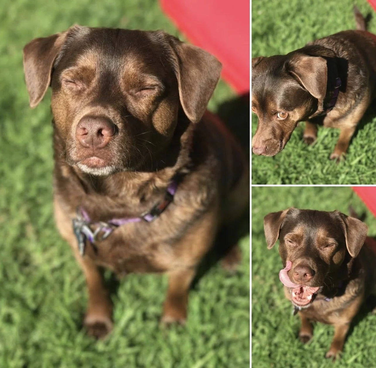 Our beloved Ozzy Bear! You will be missed and was such a good boy❤️