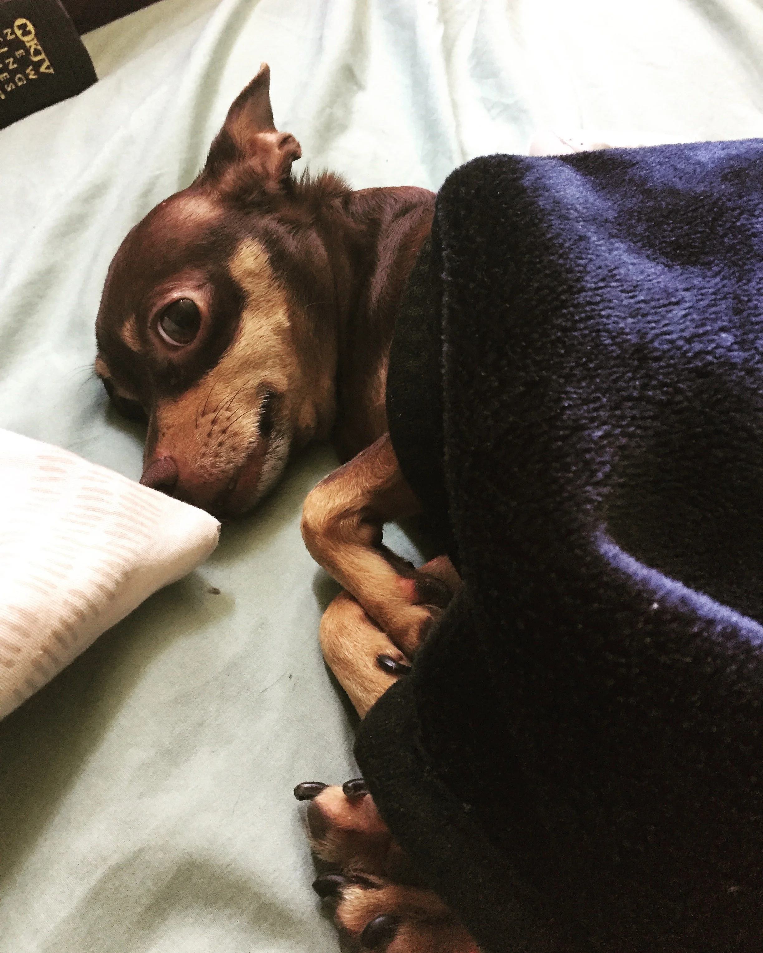 I have had you since you were just 6 weeks old and we have has many adventures together. You were rambunctious, very opinionated, stopped walking when you thought I was going to fast and now at 14 I have to see you go. You can rest, no longer in pain