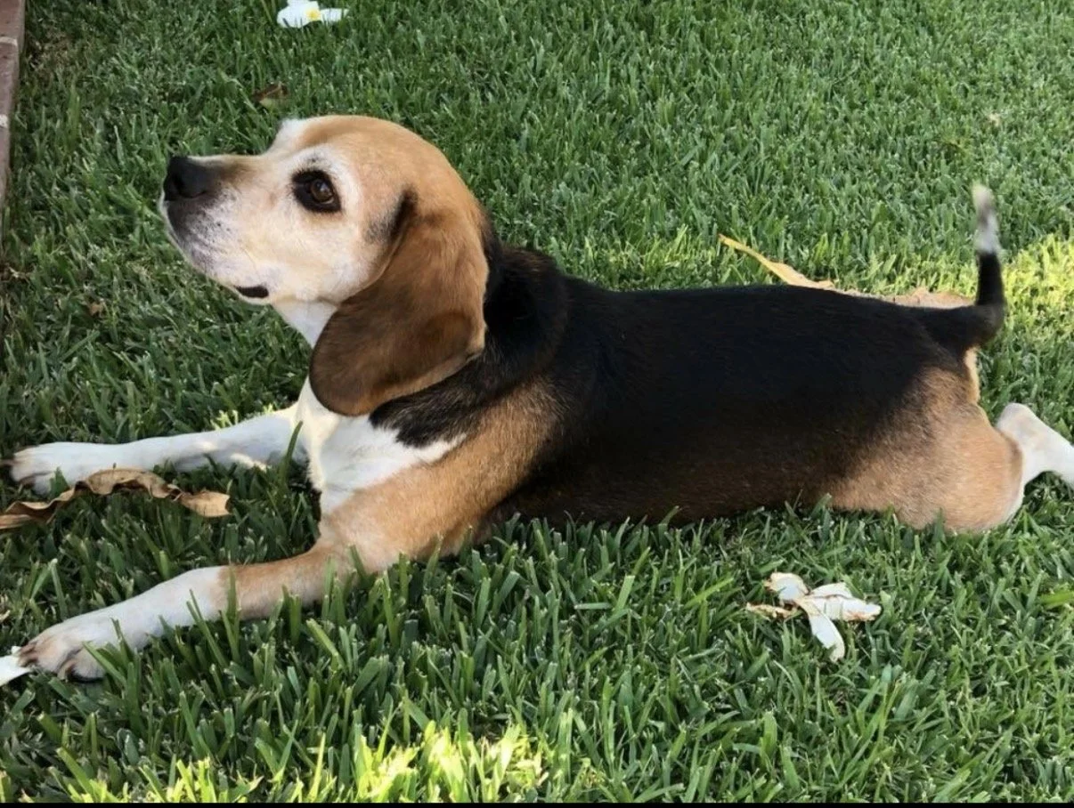 Rest in peace, Coppersito. We love you dearly, perrito lindo y noble. 
Love, your family: Sergio, Mary, Iris y Alice 