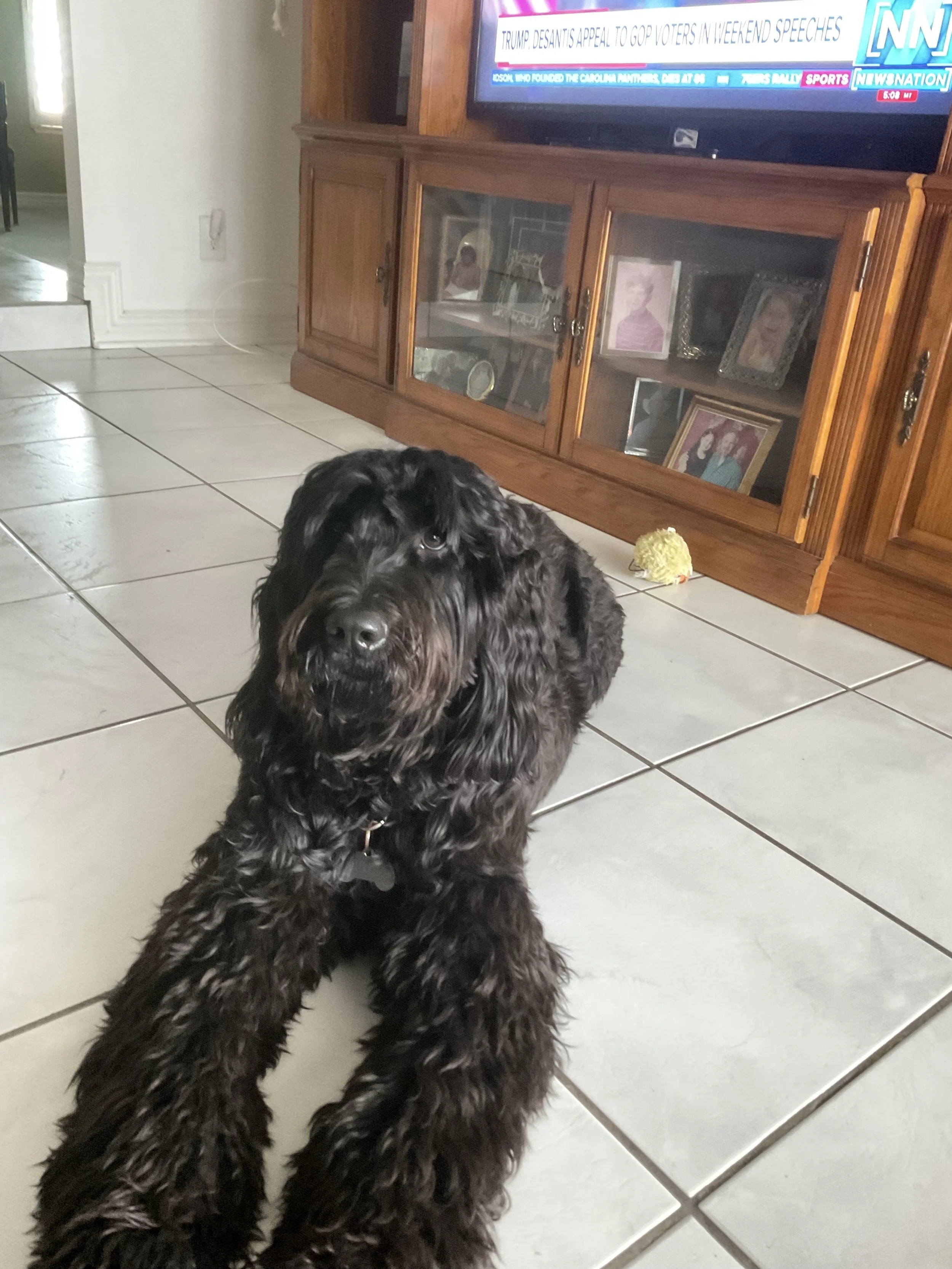 My boy Murphy is my best friend and my service dog. He is leaving us at 5 years old due to lymphoma and that is so sad and unfair. I love and miss you buddy.